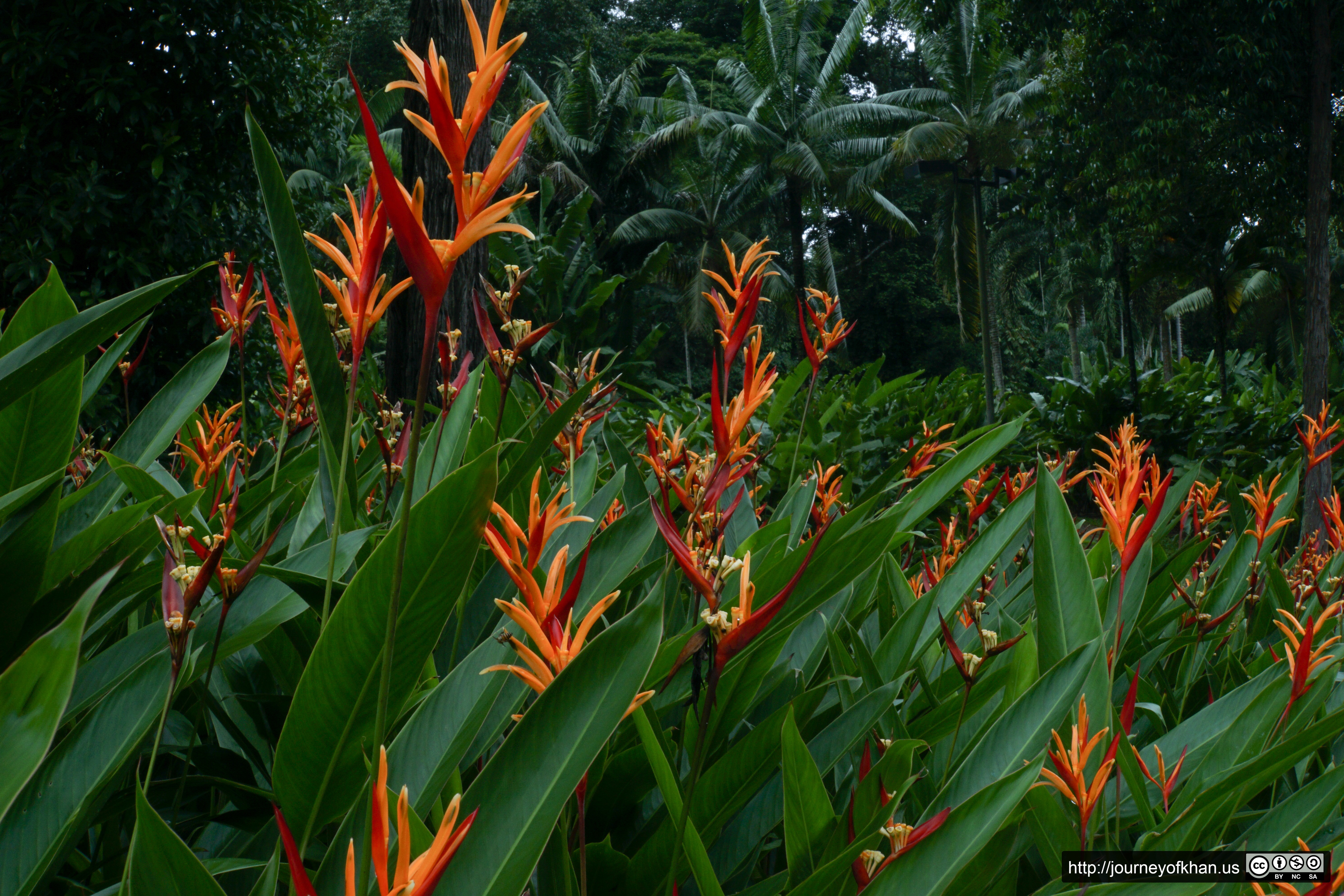 Fire Flowers (High Resolution)