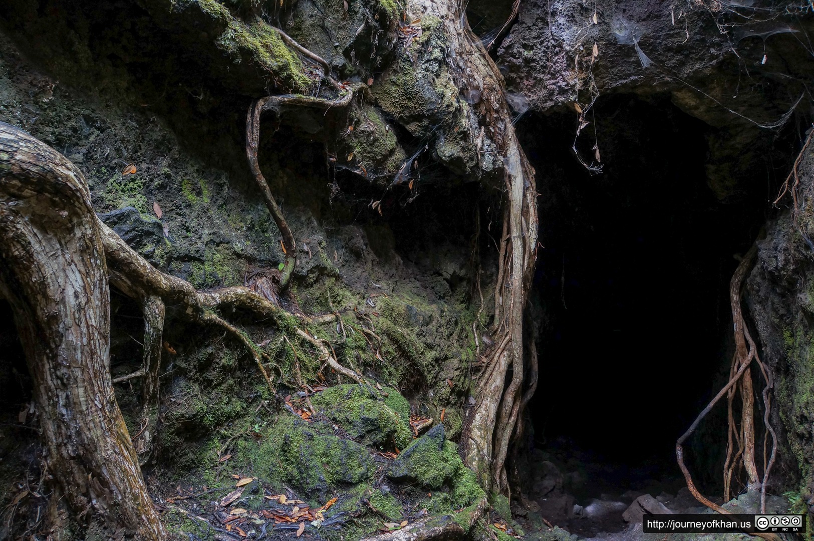 Moss, Roots and Spider Webs