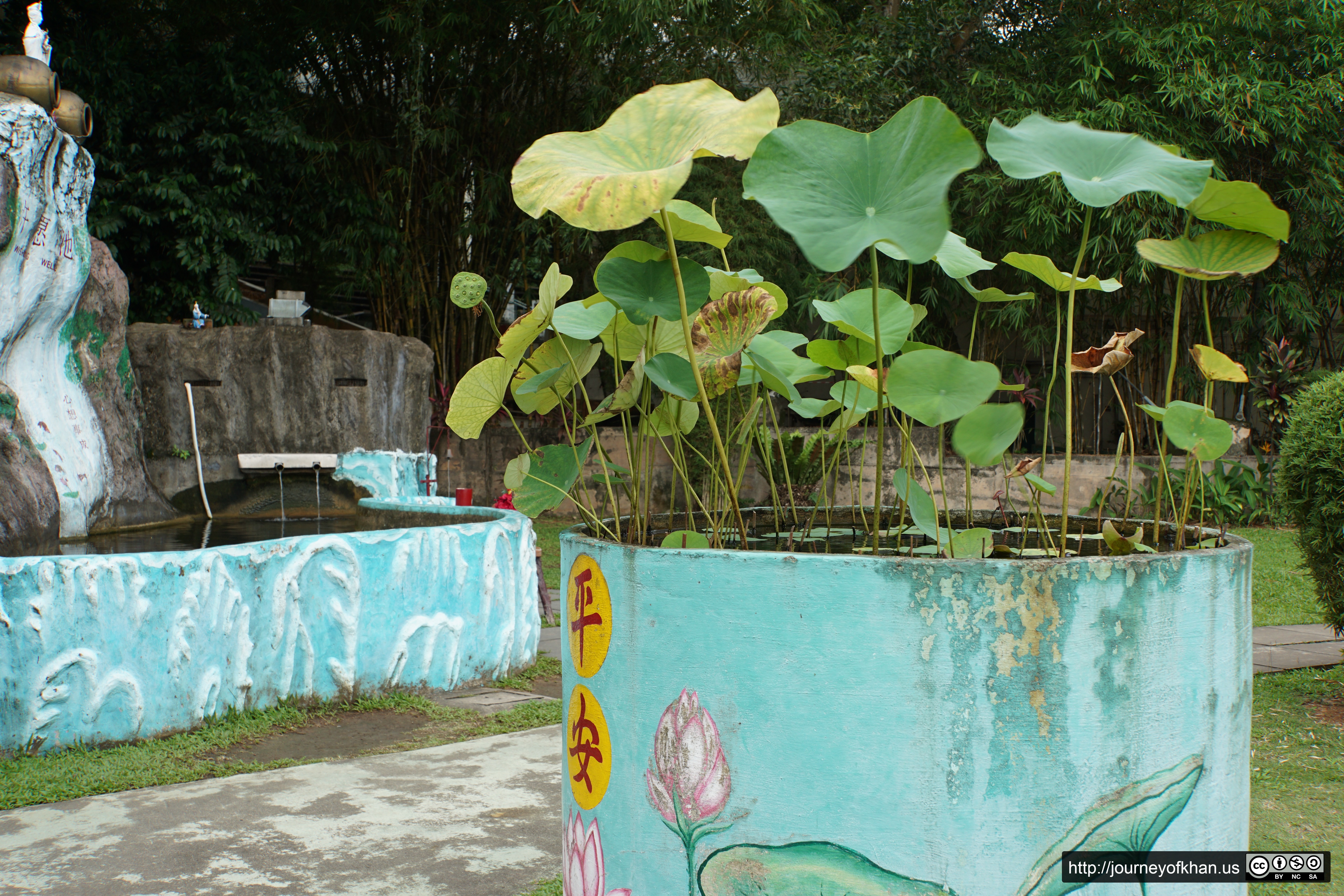 Blue Pond of Lily Pads (High Resolution)