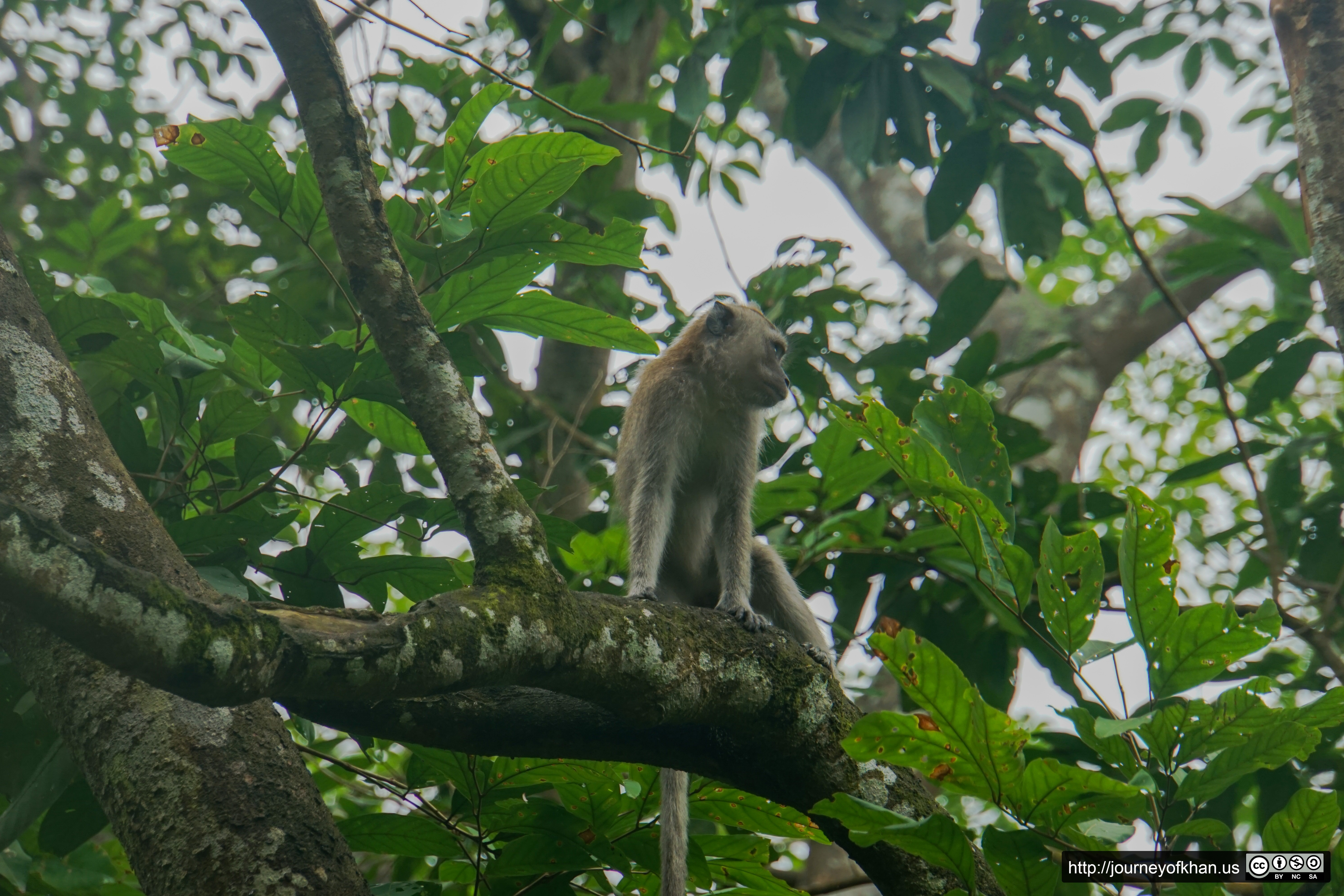 Monkey on a Tree (High Resolution)