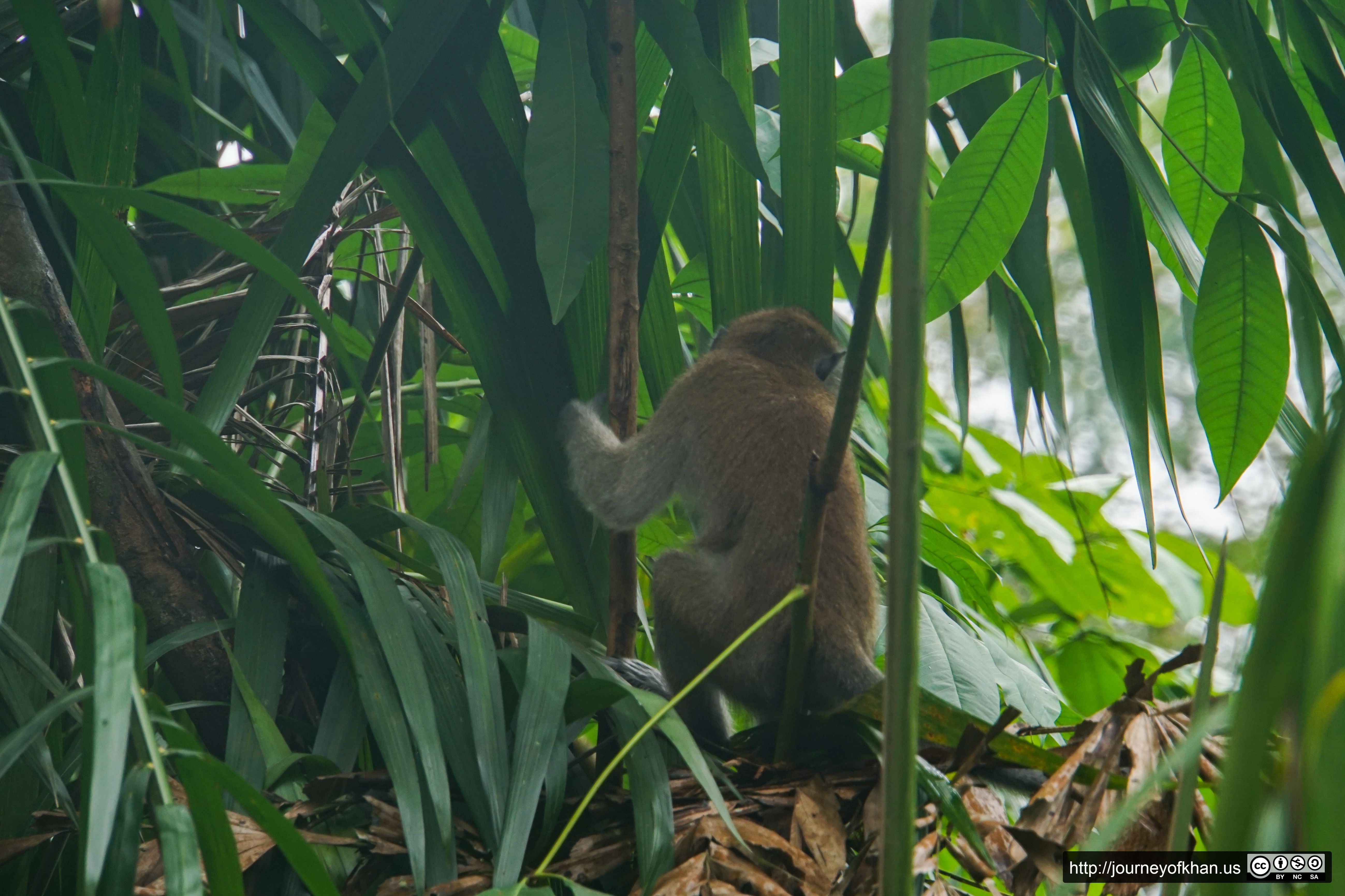 Behind a Monkey (High Resolution)