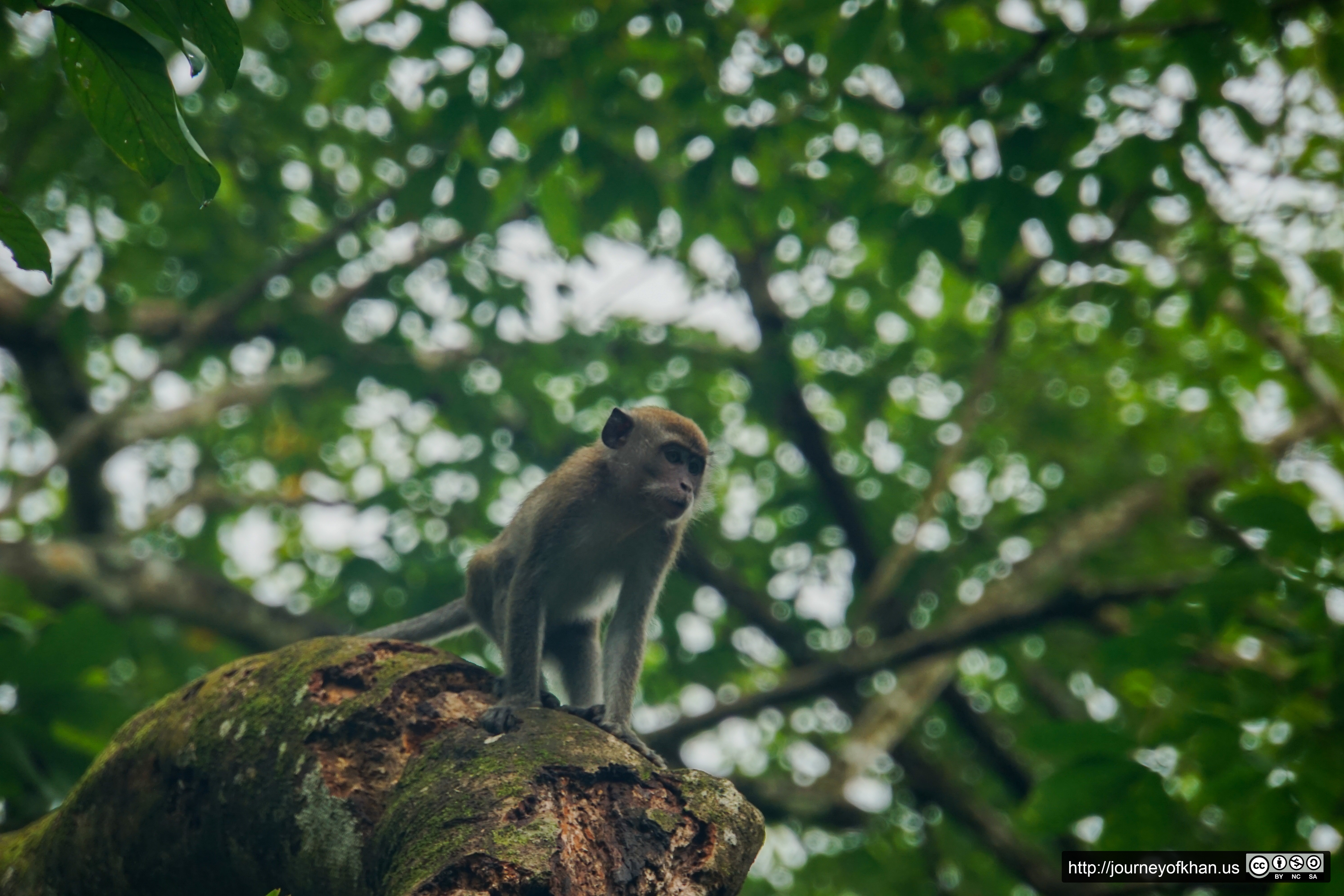 Curious Monkey (High Resolution)