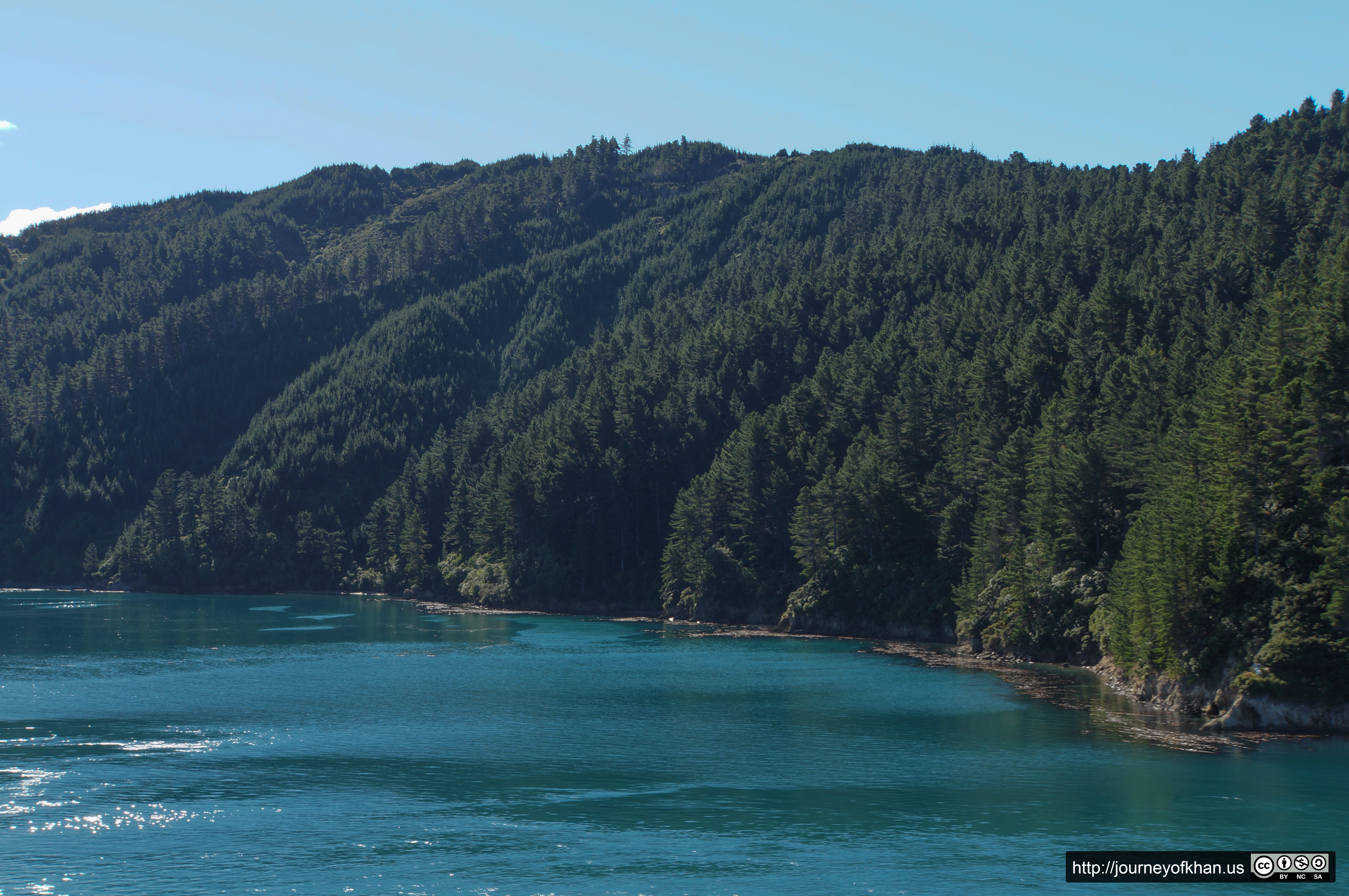 Trees in the Cook Strait (High Resolution)