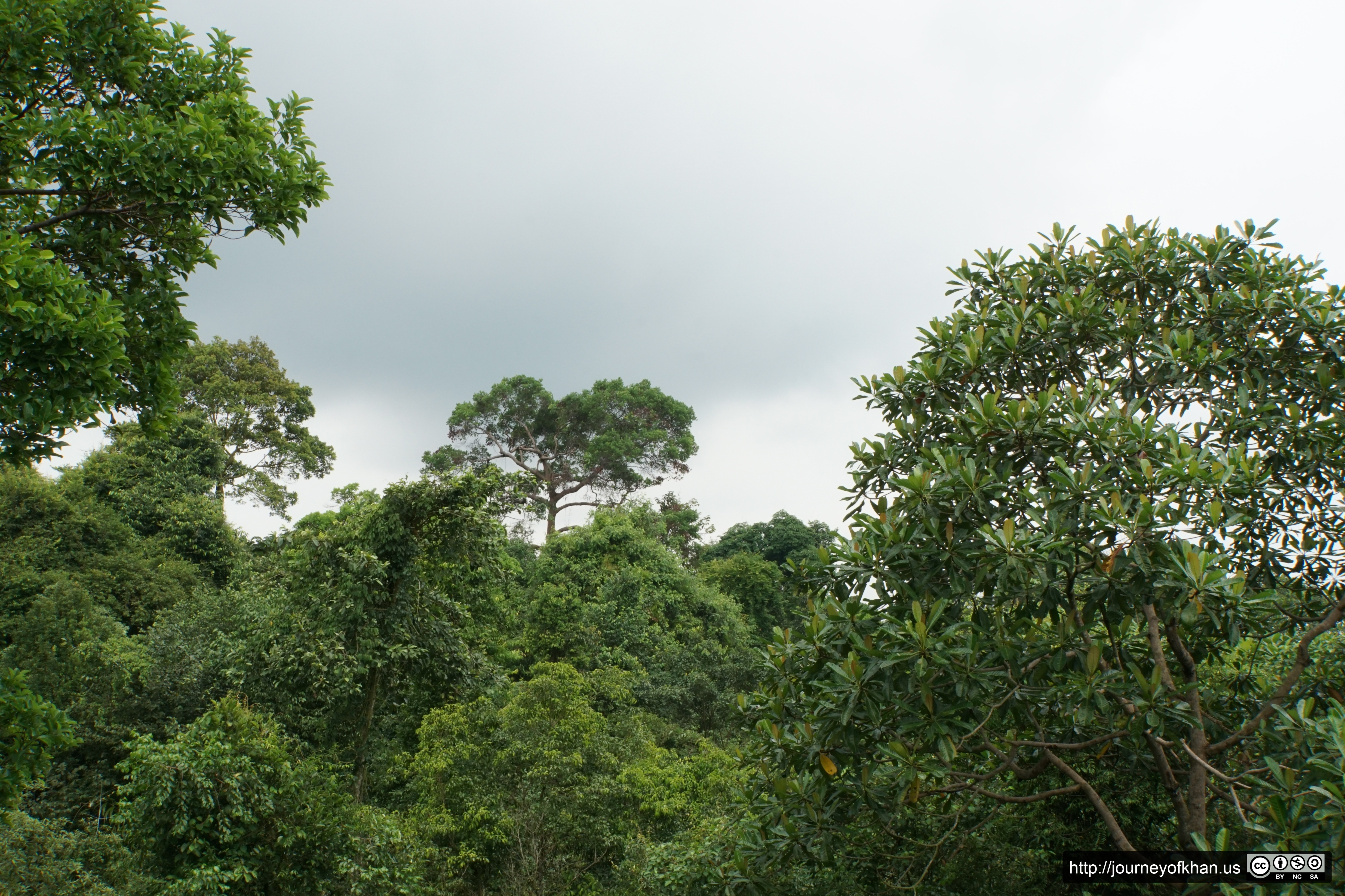 Humid Forest (High Resolution)