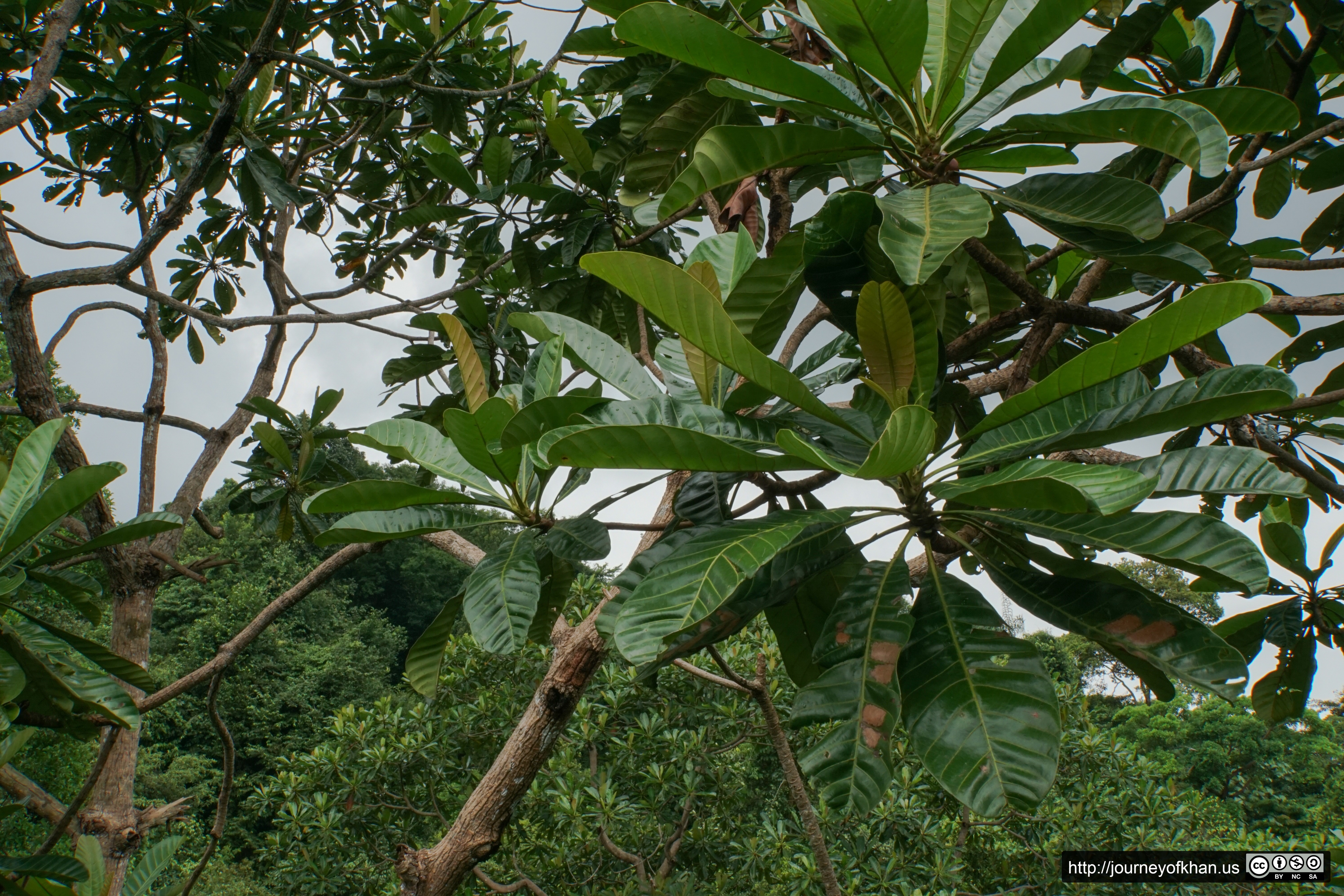 Large Leaves (High Resolution)