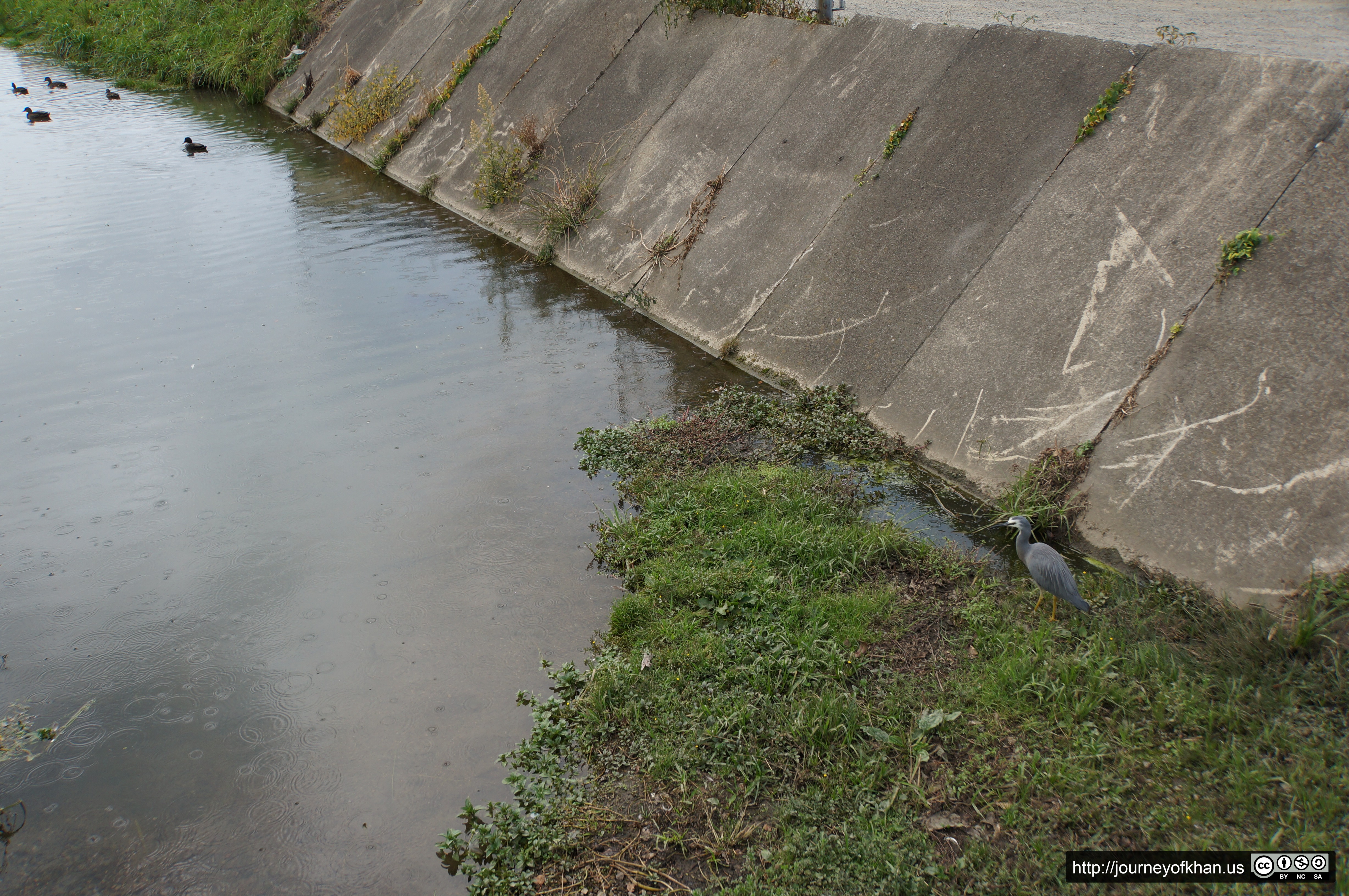 Birds in a Creek in the Rain (High Resolution)