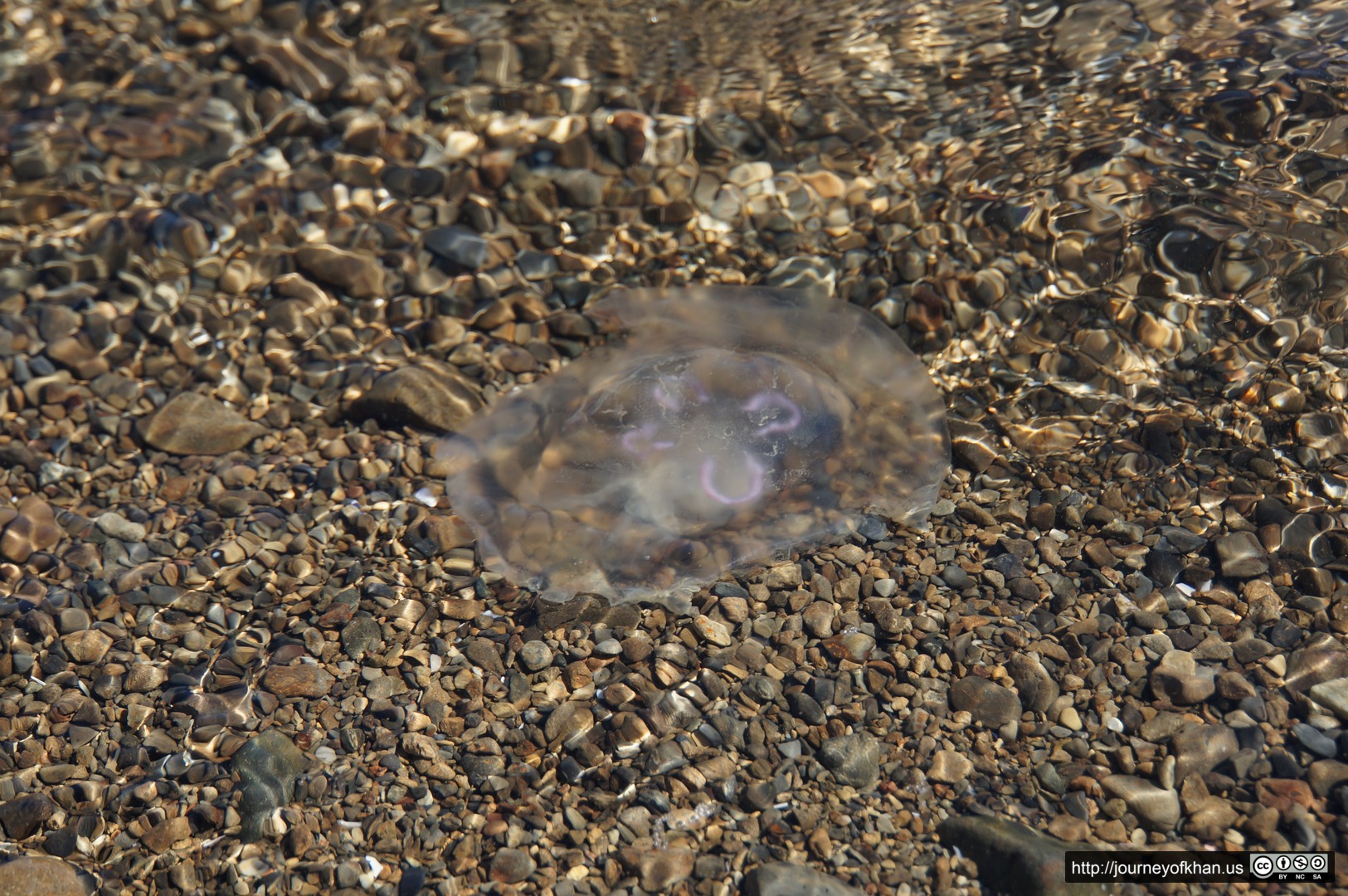 Jellyfish on the Rocks