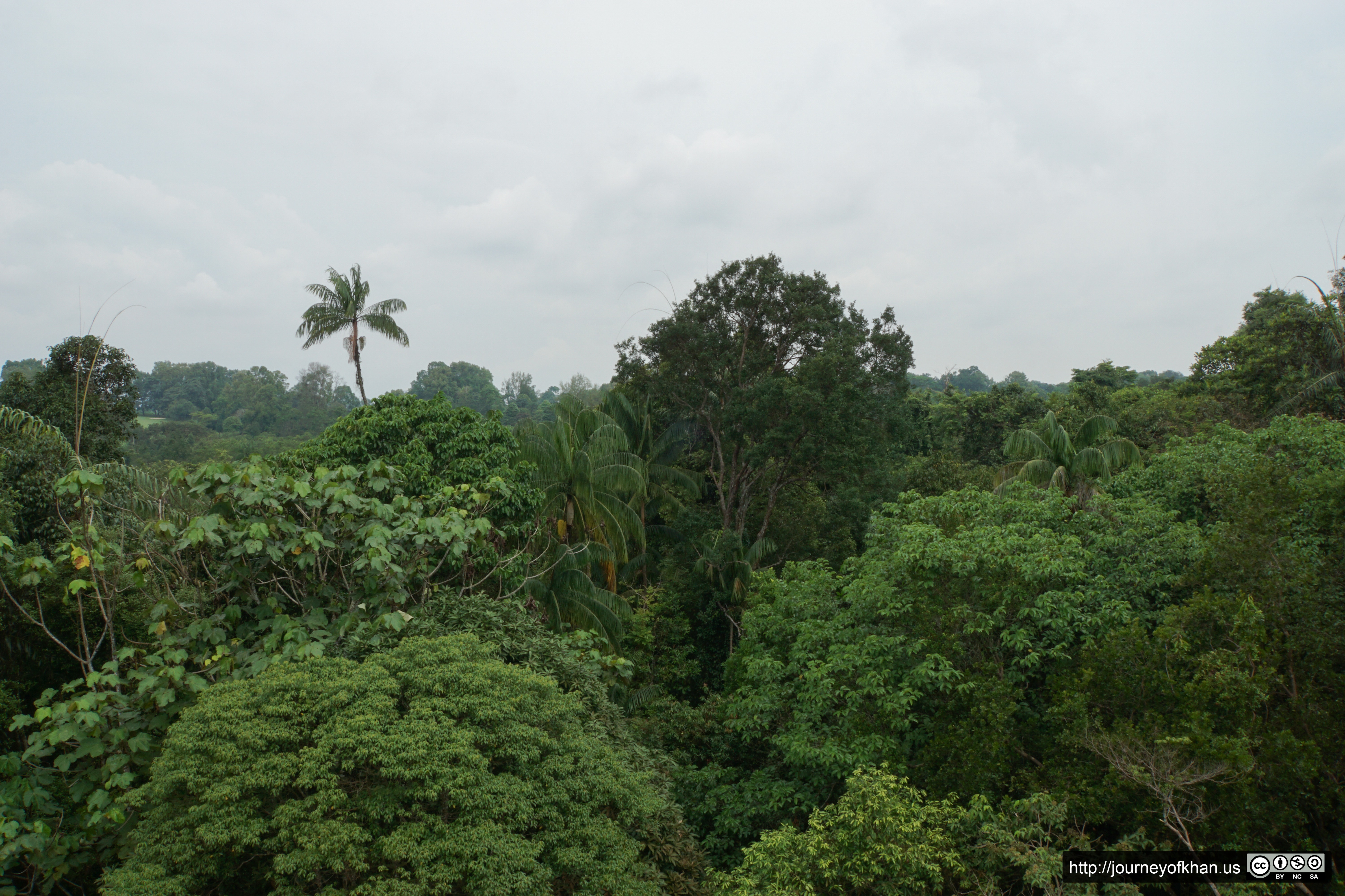 Canopy in the Rain (High Resolution)