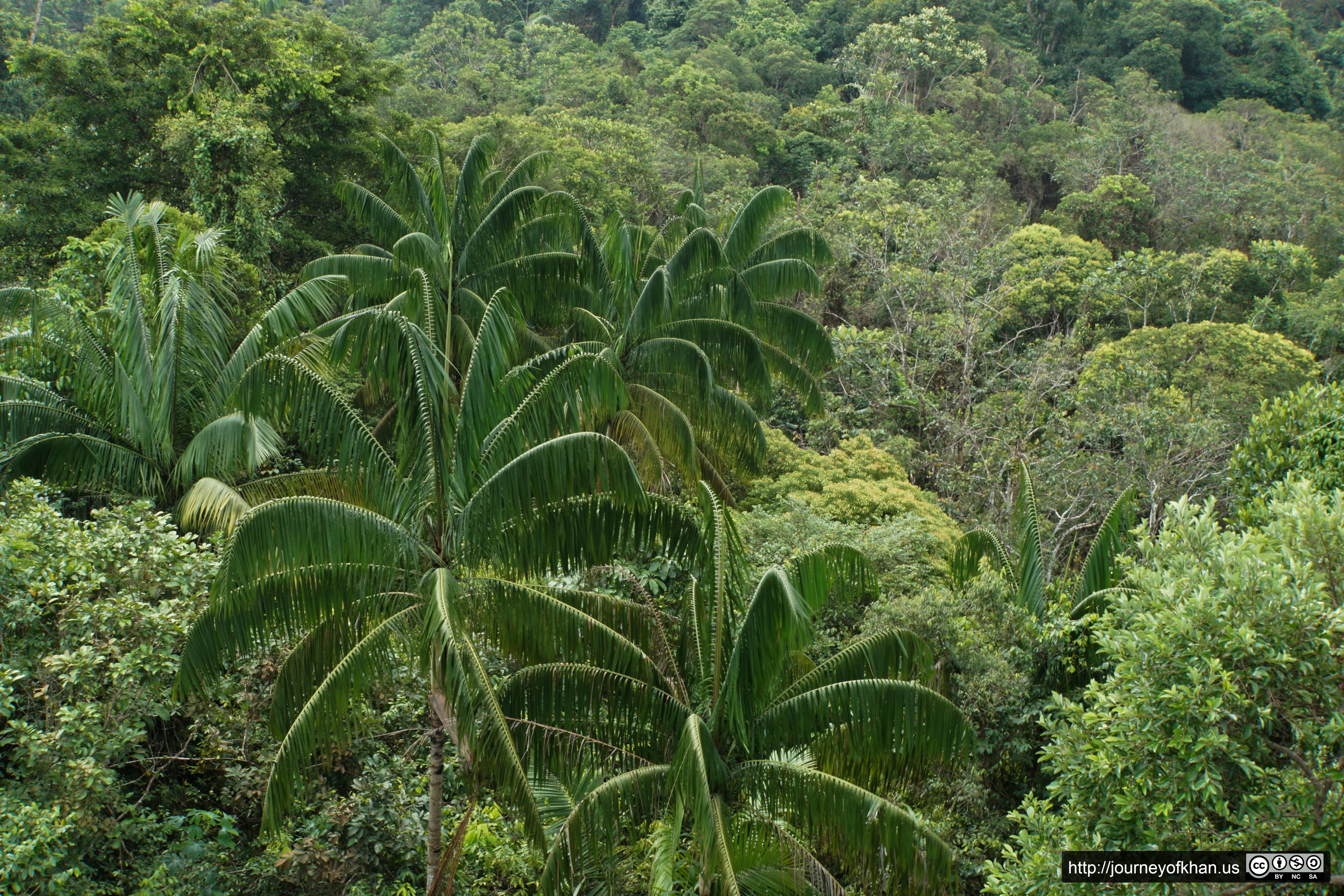 Palms in the Canopy (High Resolution)