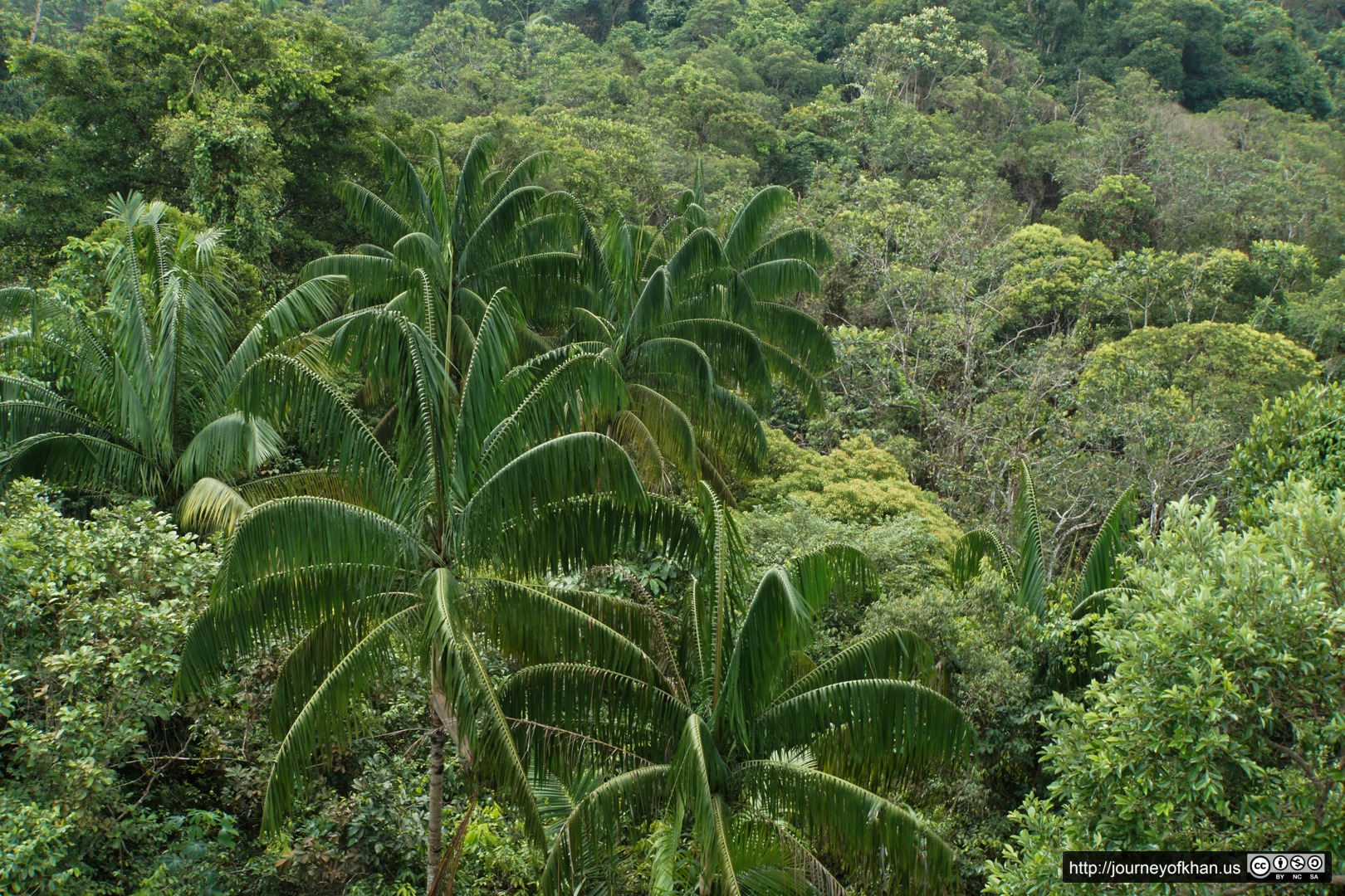 Palms in the Canopy