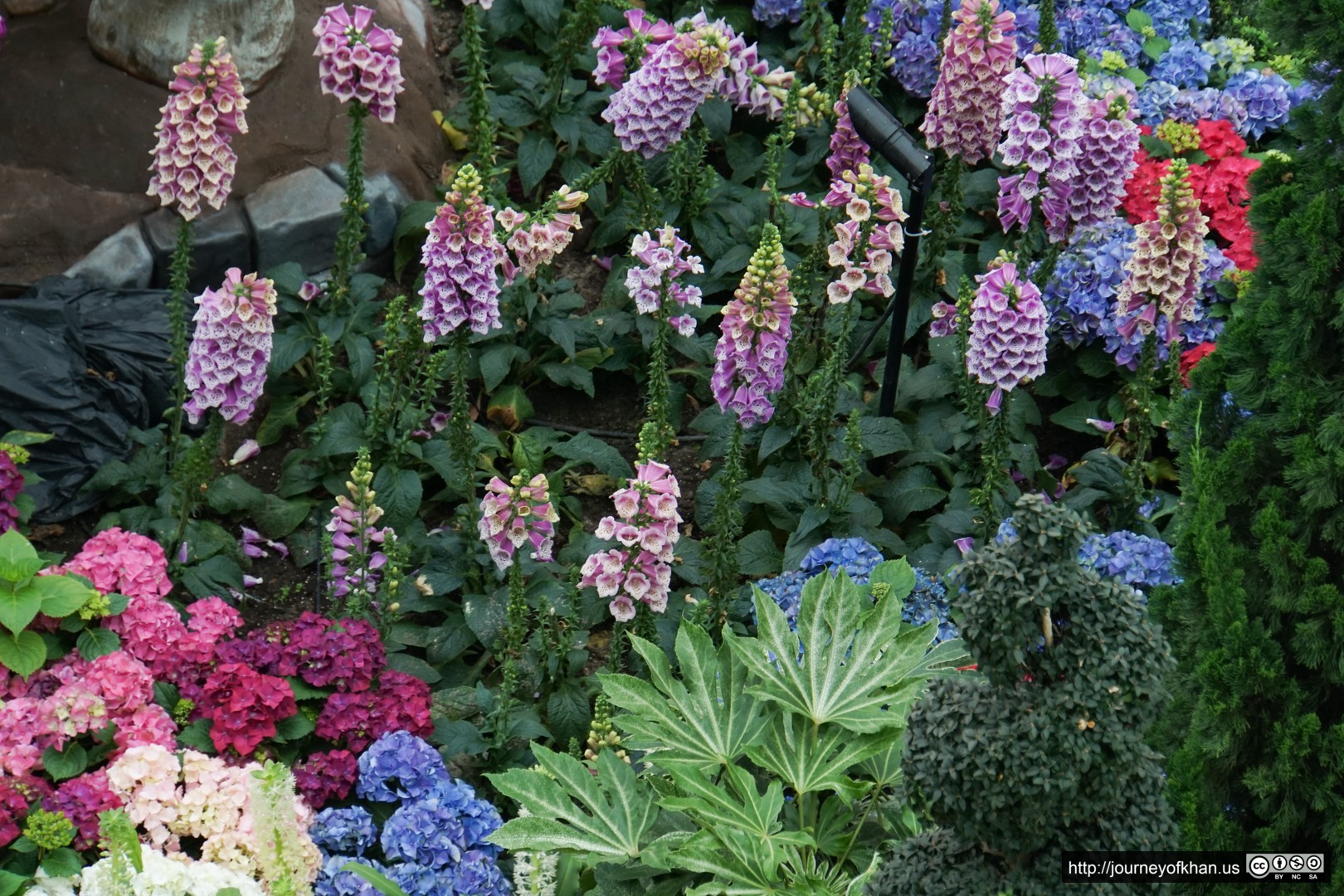 Flowers in the Botanic Gardens of Singapore