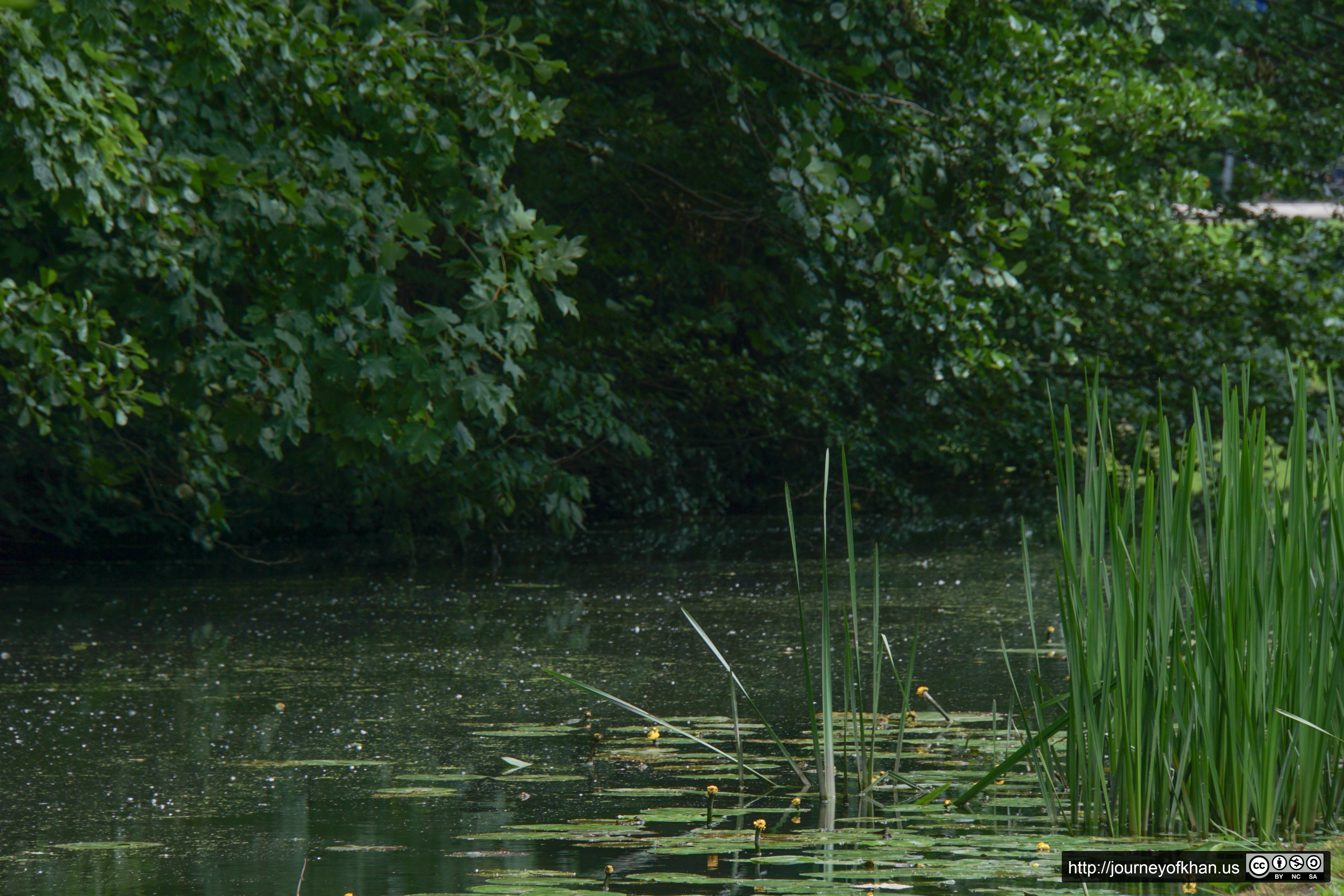 Reeds in Brouwerskolkpark (High Resolution)