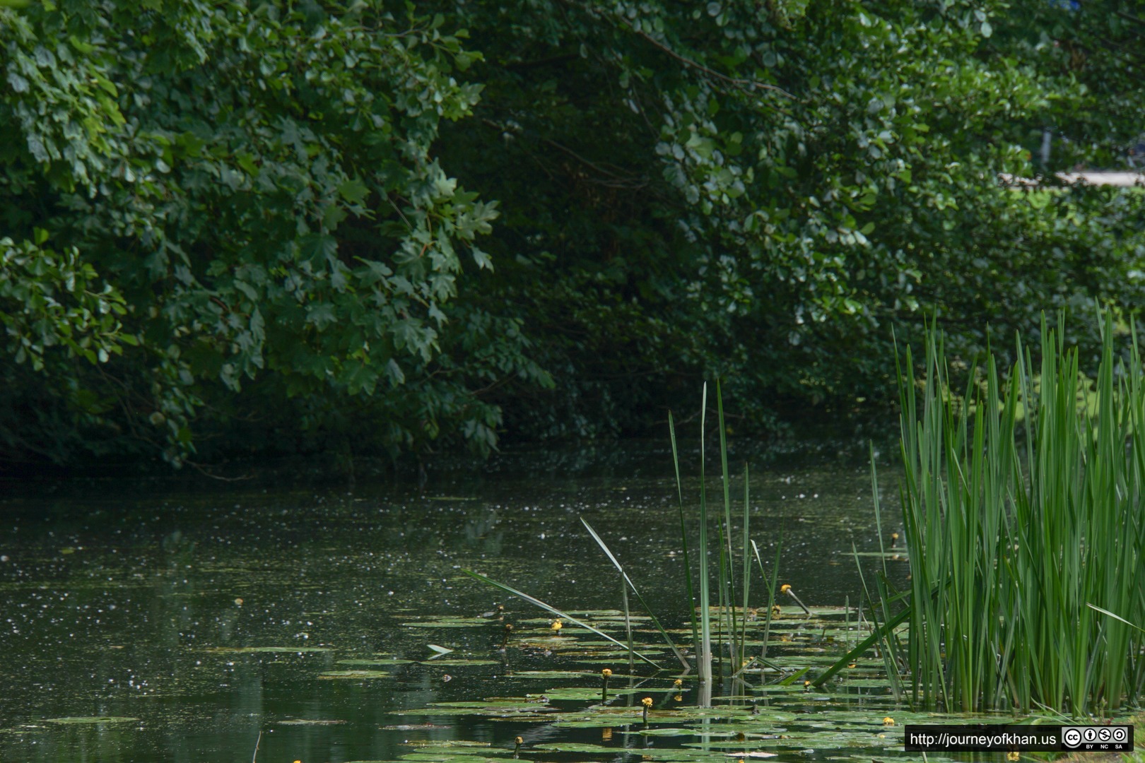 Reeds in Brouwerskolkpark