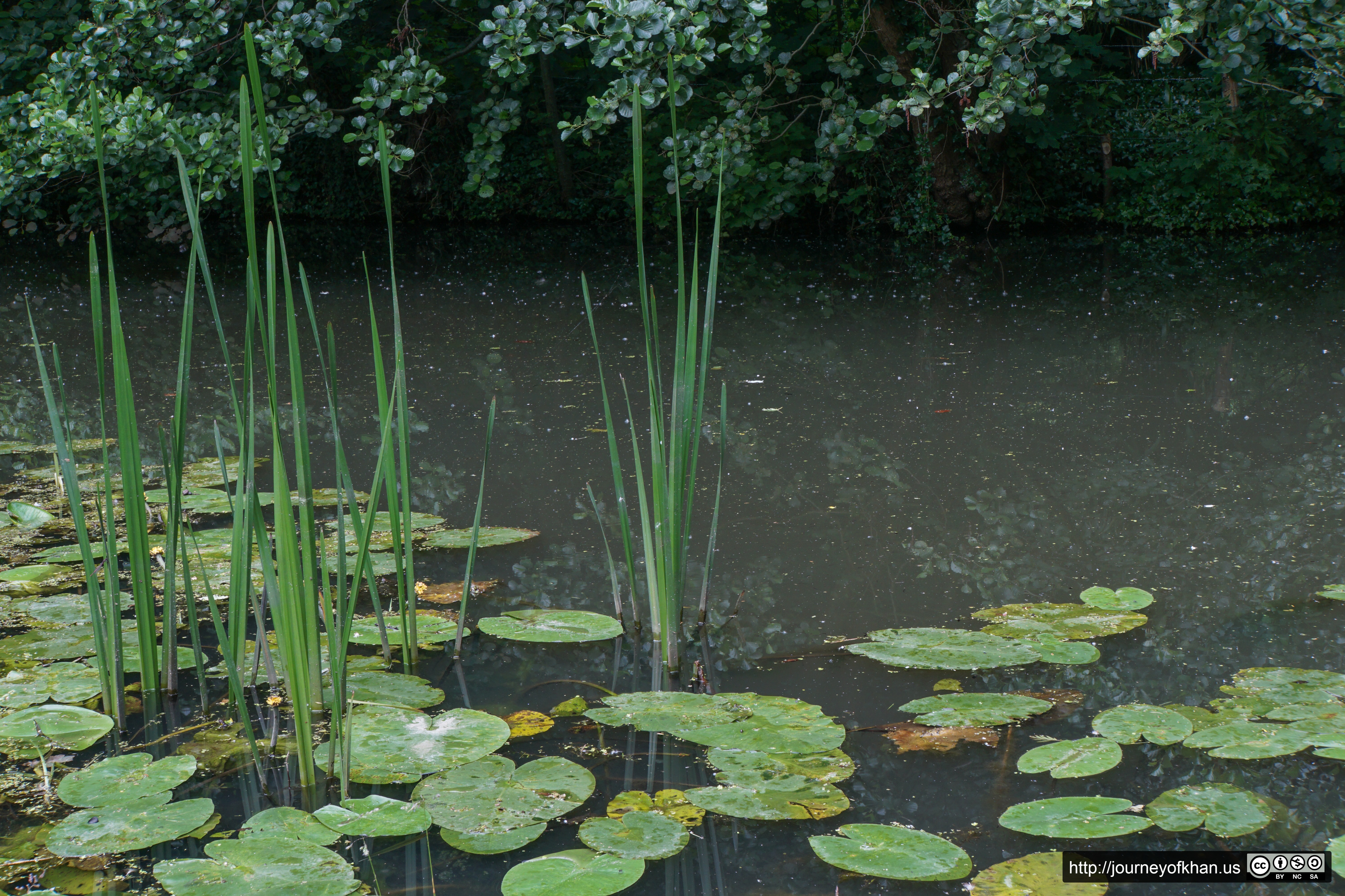 Lilly Pads in Brouwerskolkpark (High Resolution)