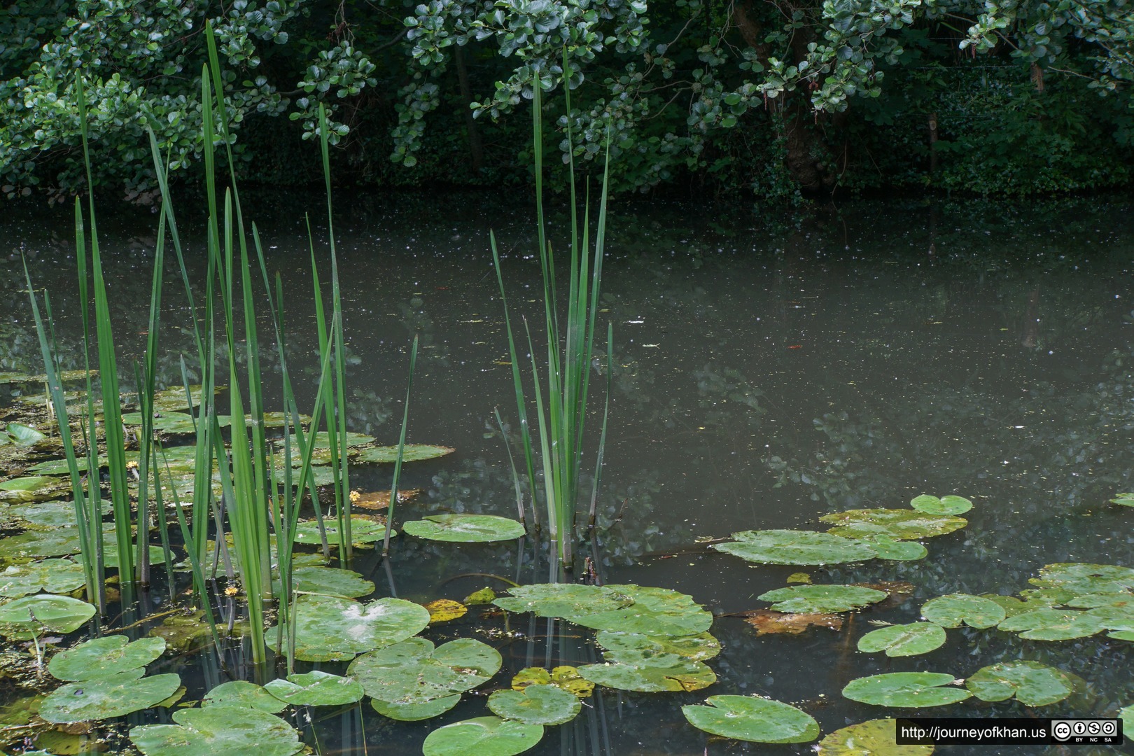 Lilly Pads in Brouwerskolkpark