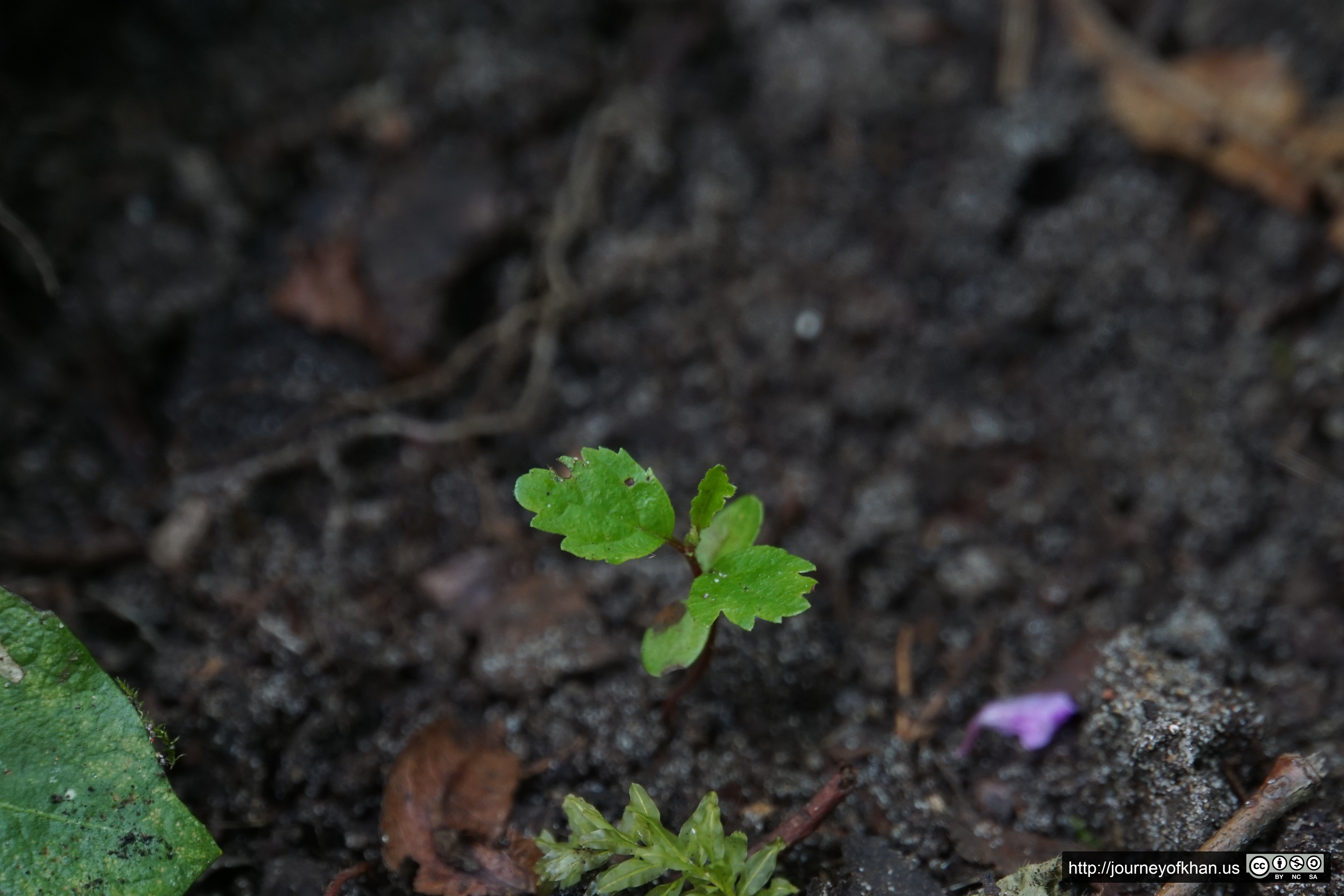 Tiny Tree (High Resolution)