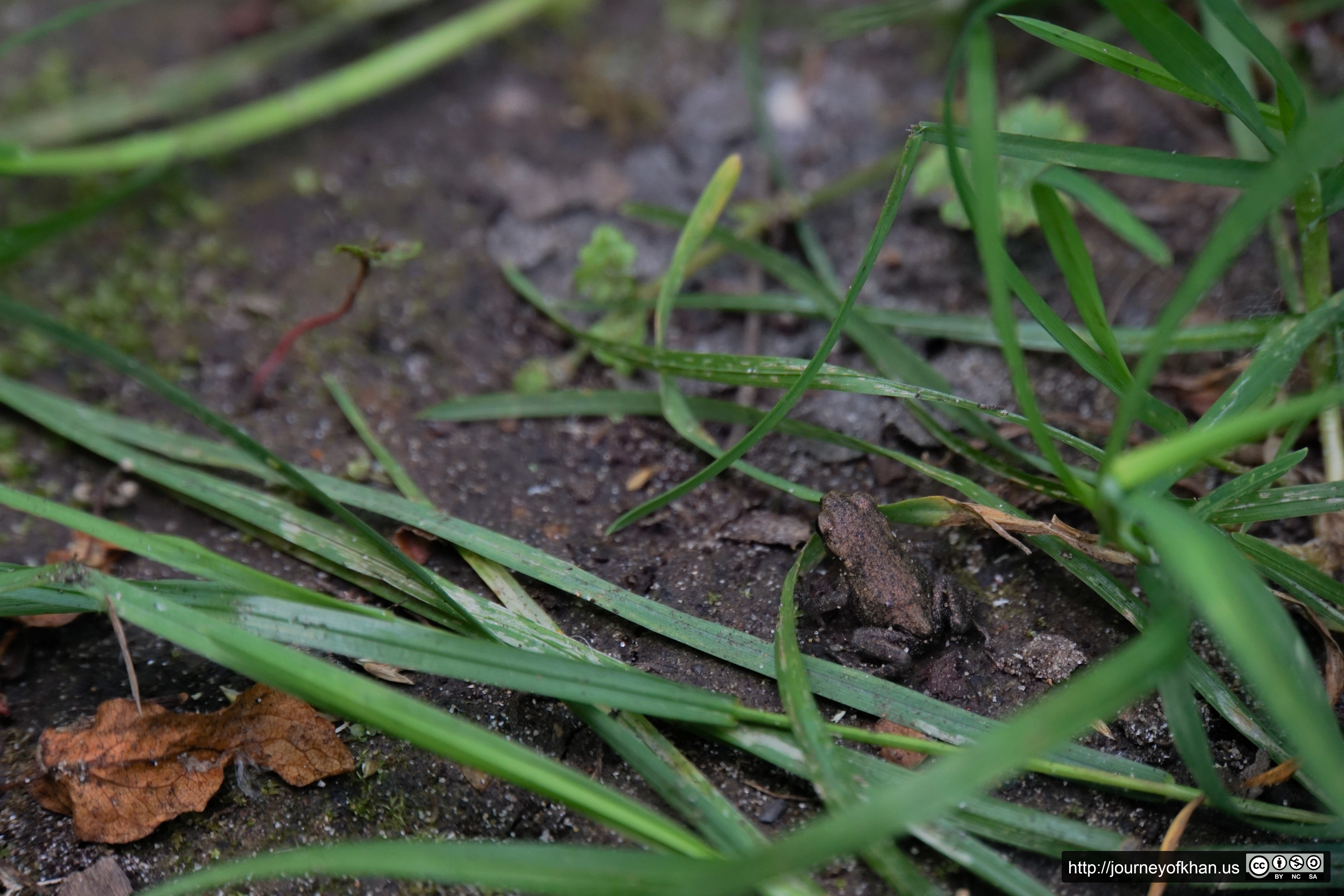 Frog in Brouwerskolkpark (High Resolution)