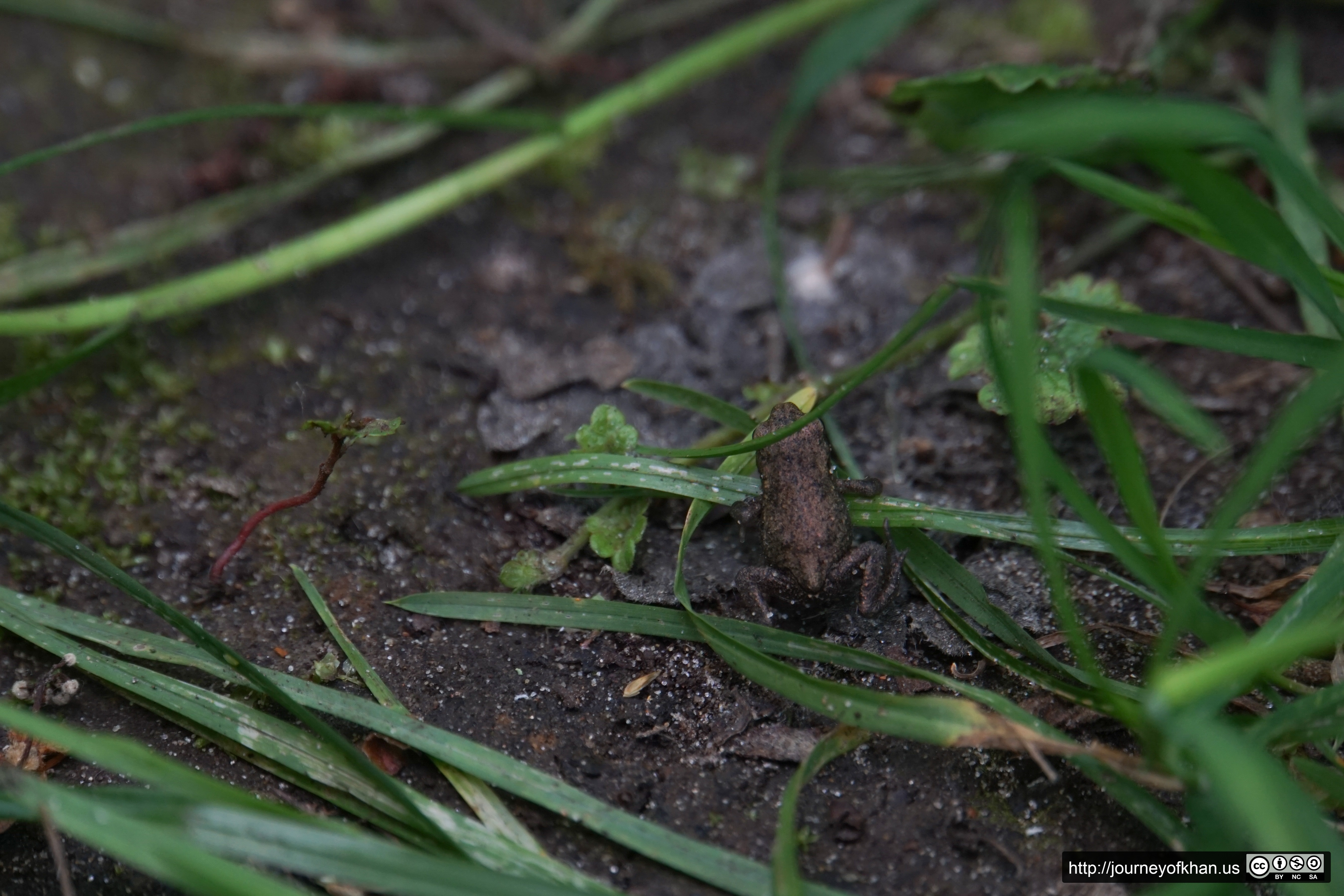 Tiny Brown Frog (High Resolution)