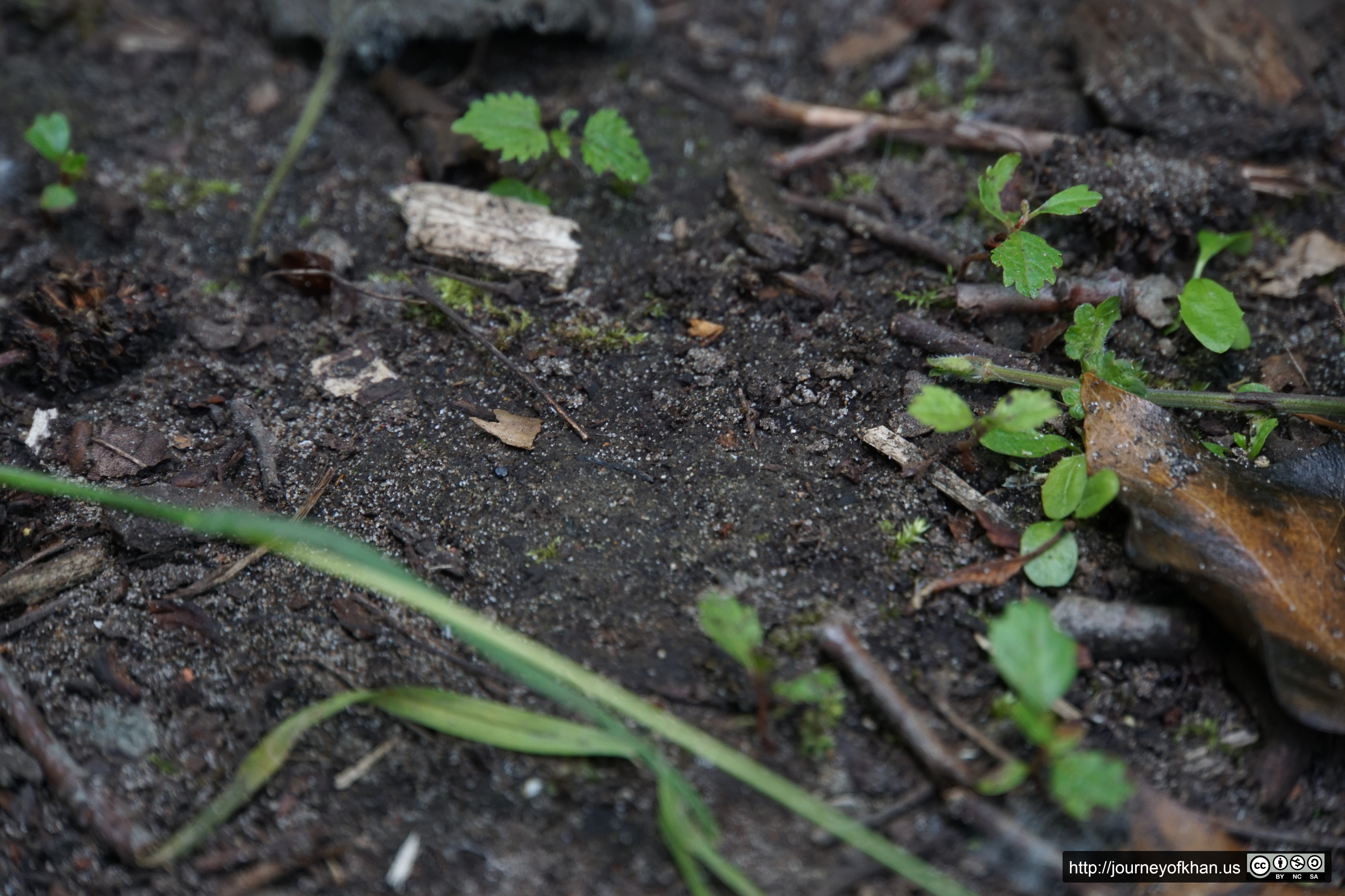 Empty Patch of Tiny Forest (High Resolution)