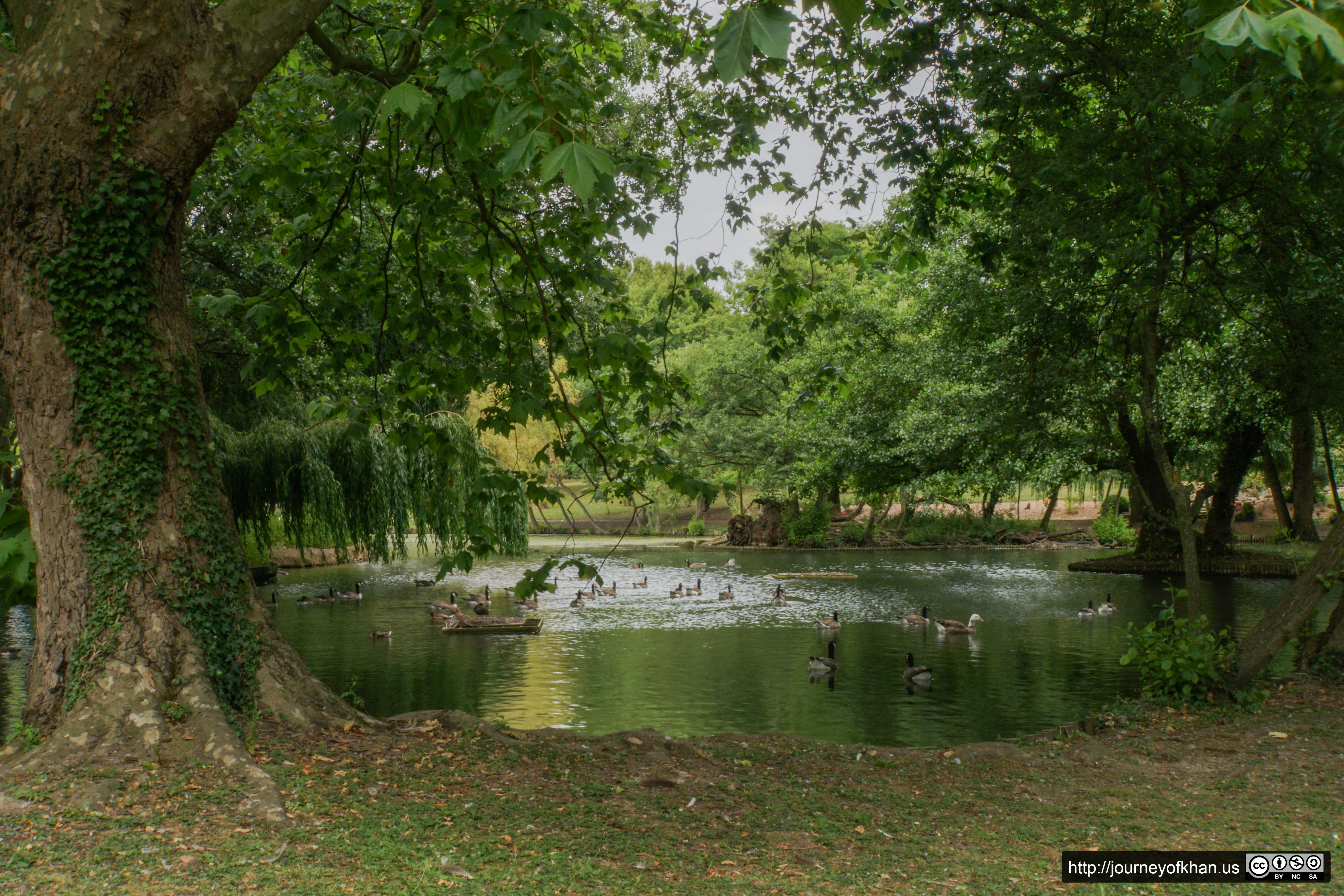 Ducks in Tottenham Cemetery (High Resolution)