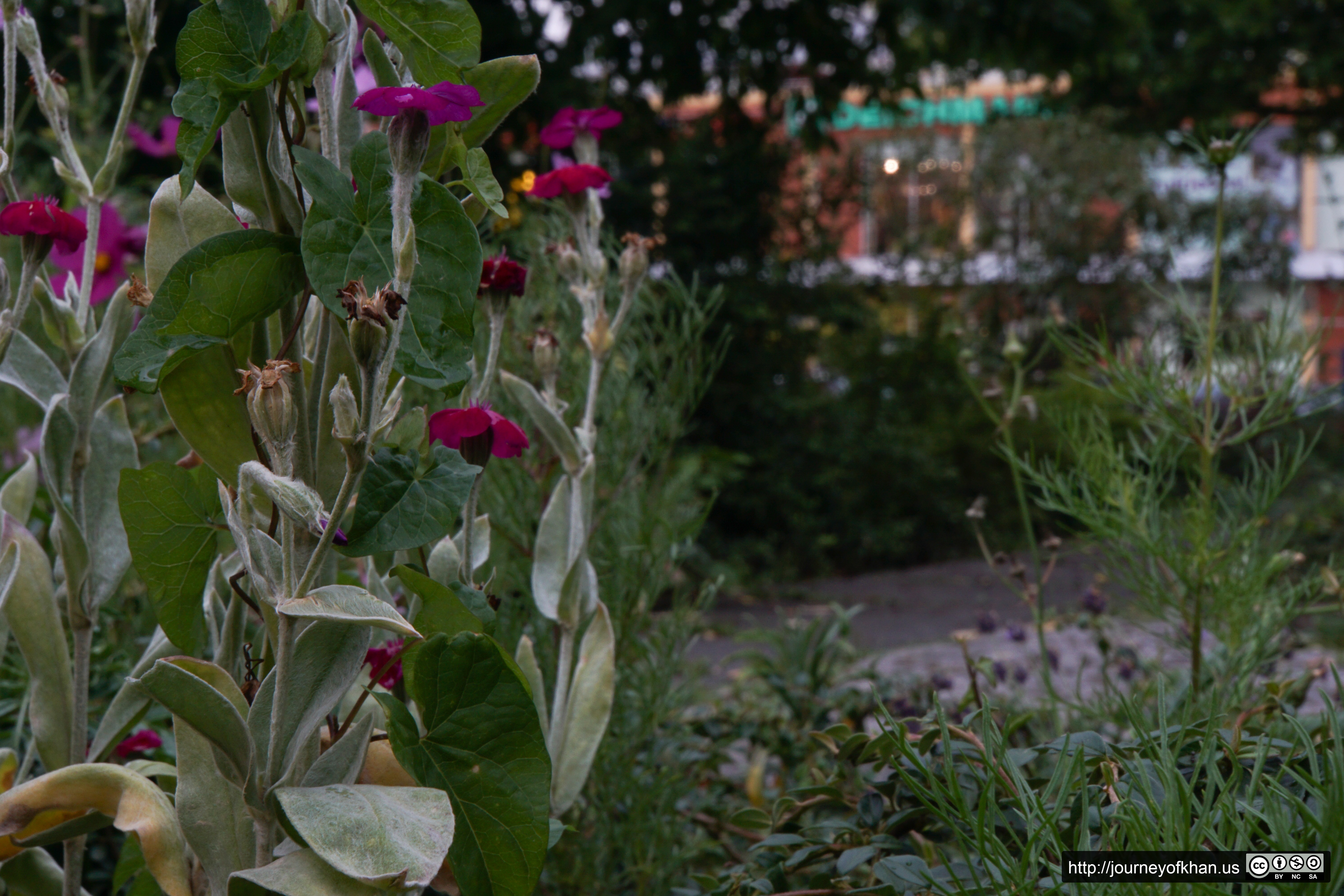 Blumen in Jena (High Resolution)