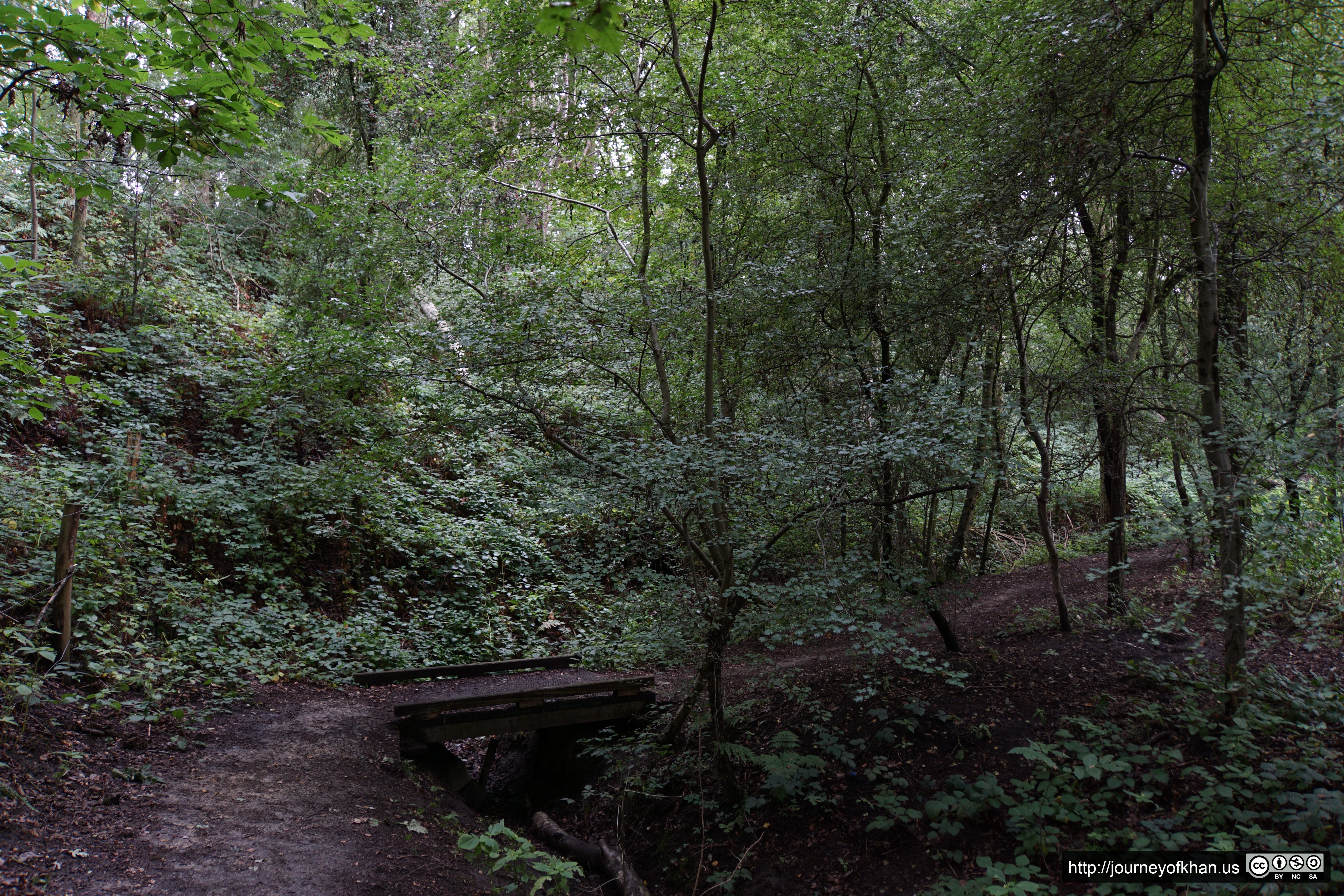 Trees of Gemeentelijk Park (High Resolution)