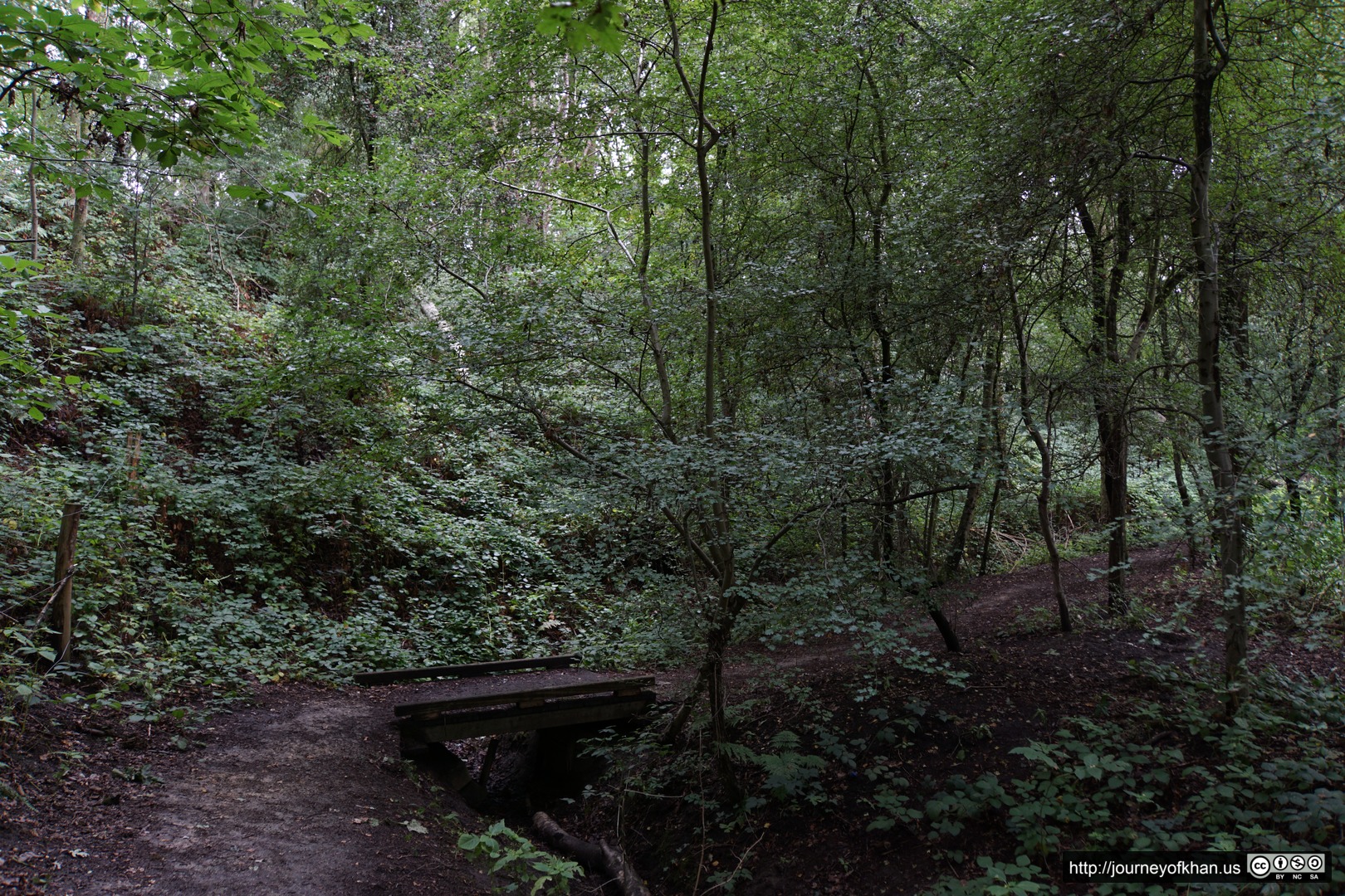 Trees of Gemeentelijk Park