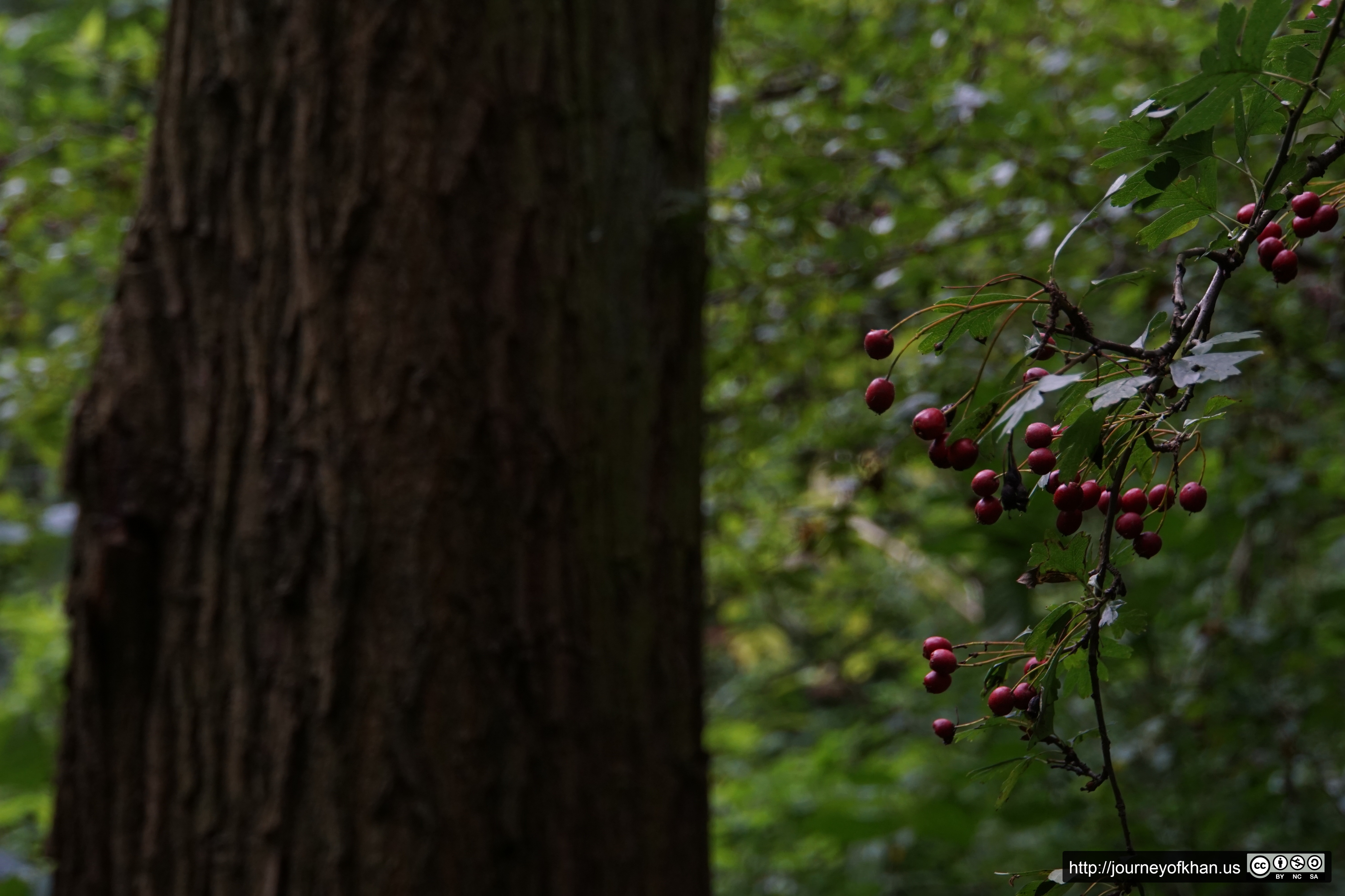 Berries in Antwerp (High Resolution)