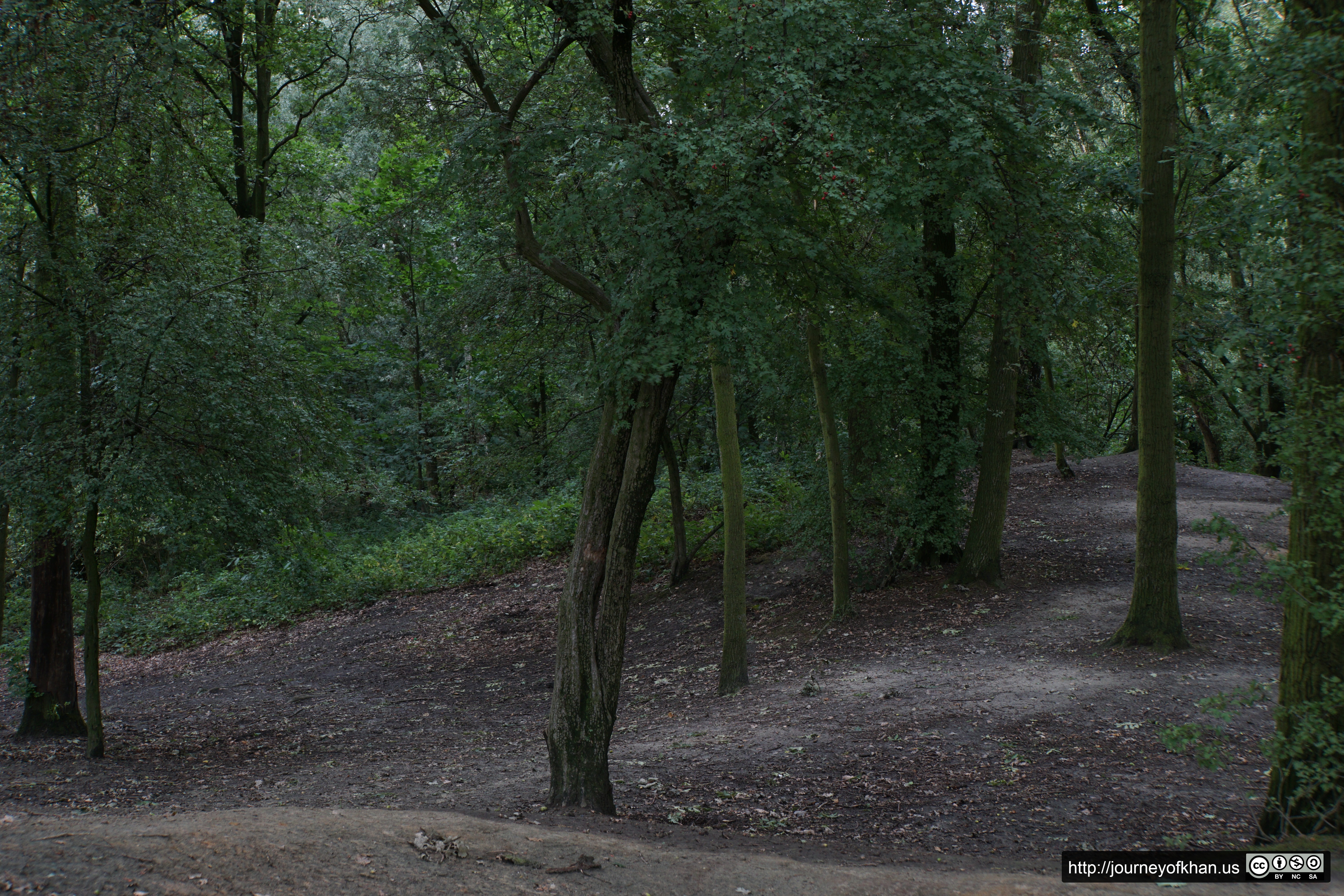 Forest of Gemeentelijk Park (High Resolution)