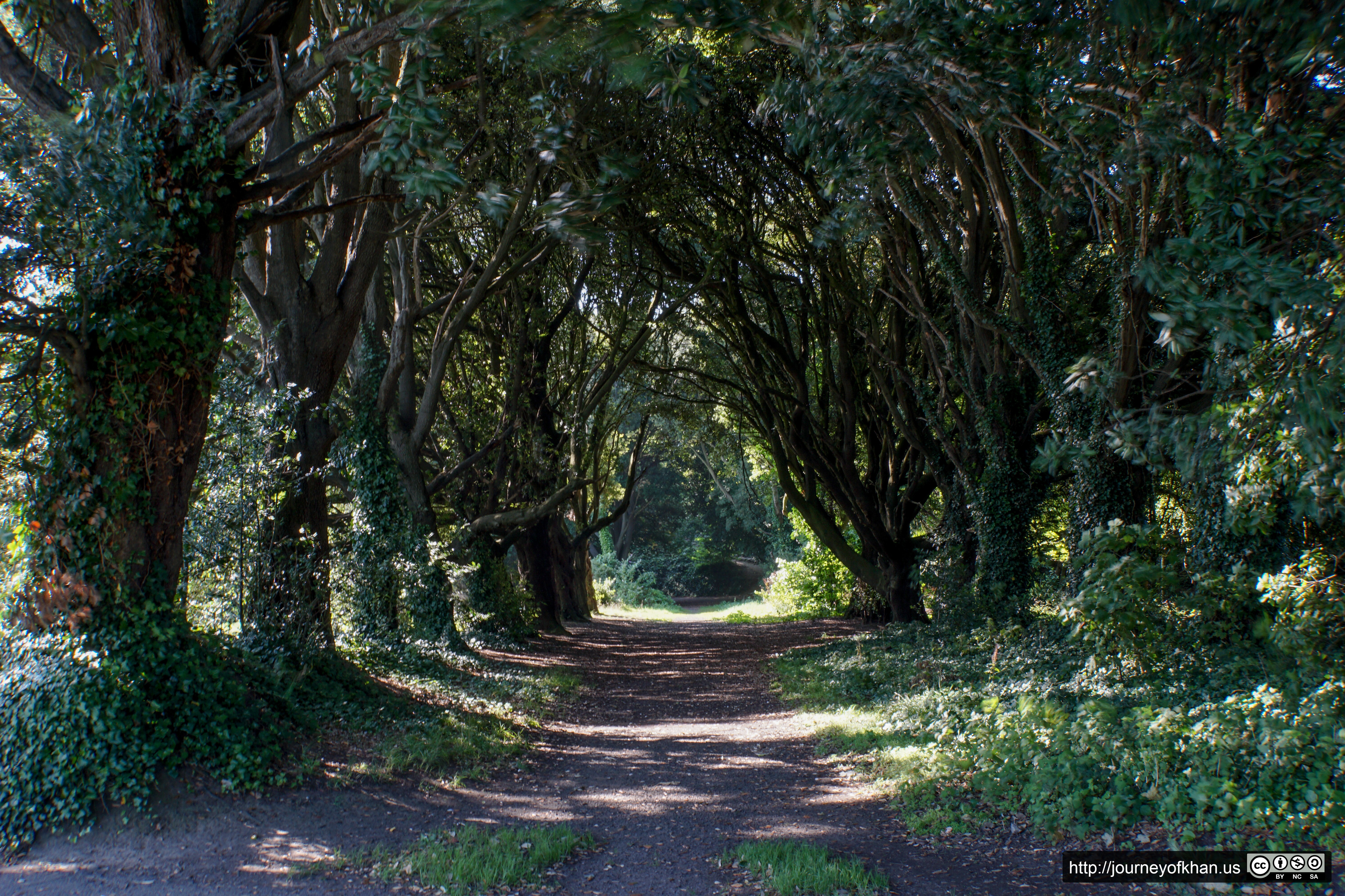 Cave of Trees (High Resolution)