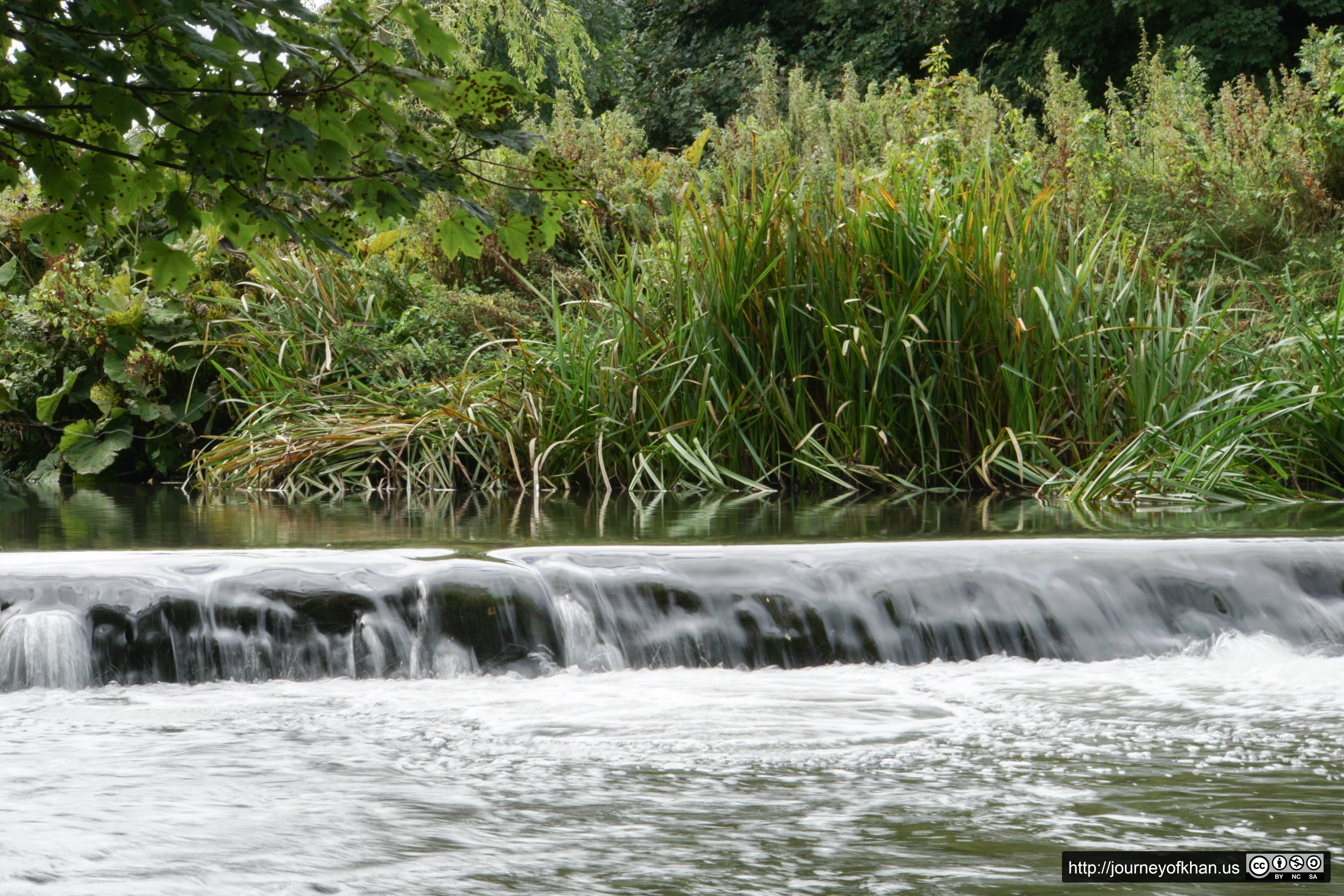 Reeds in a Creek (High Resolution)