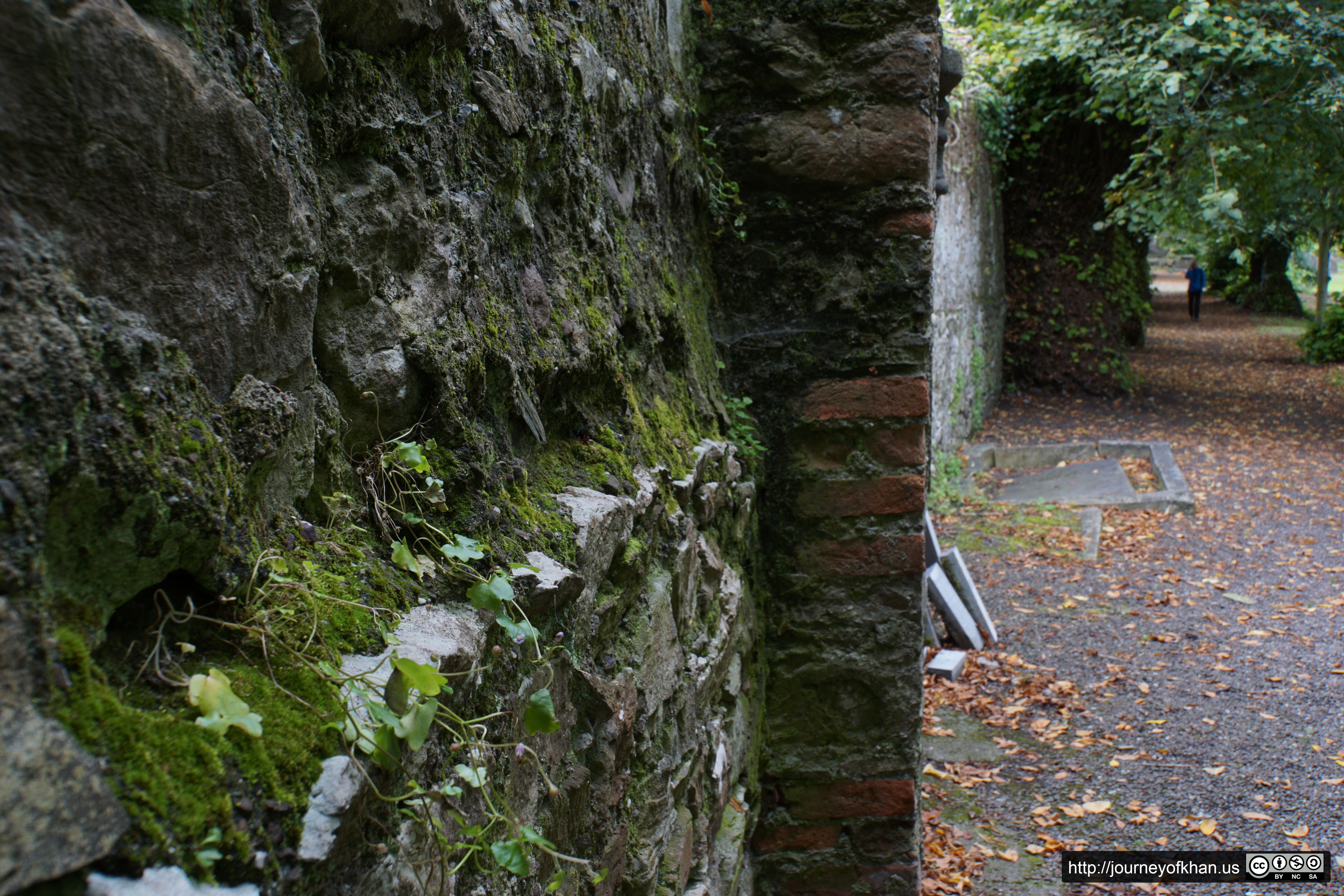 Moss on a Church Wall in Cork (High Resolution)