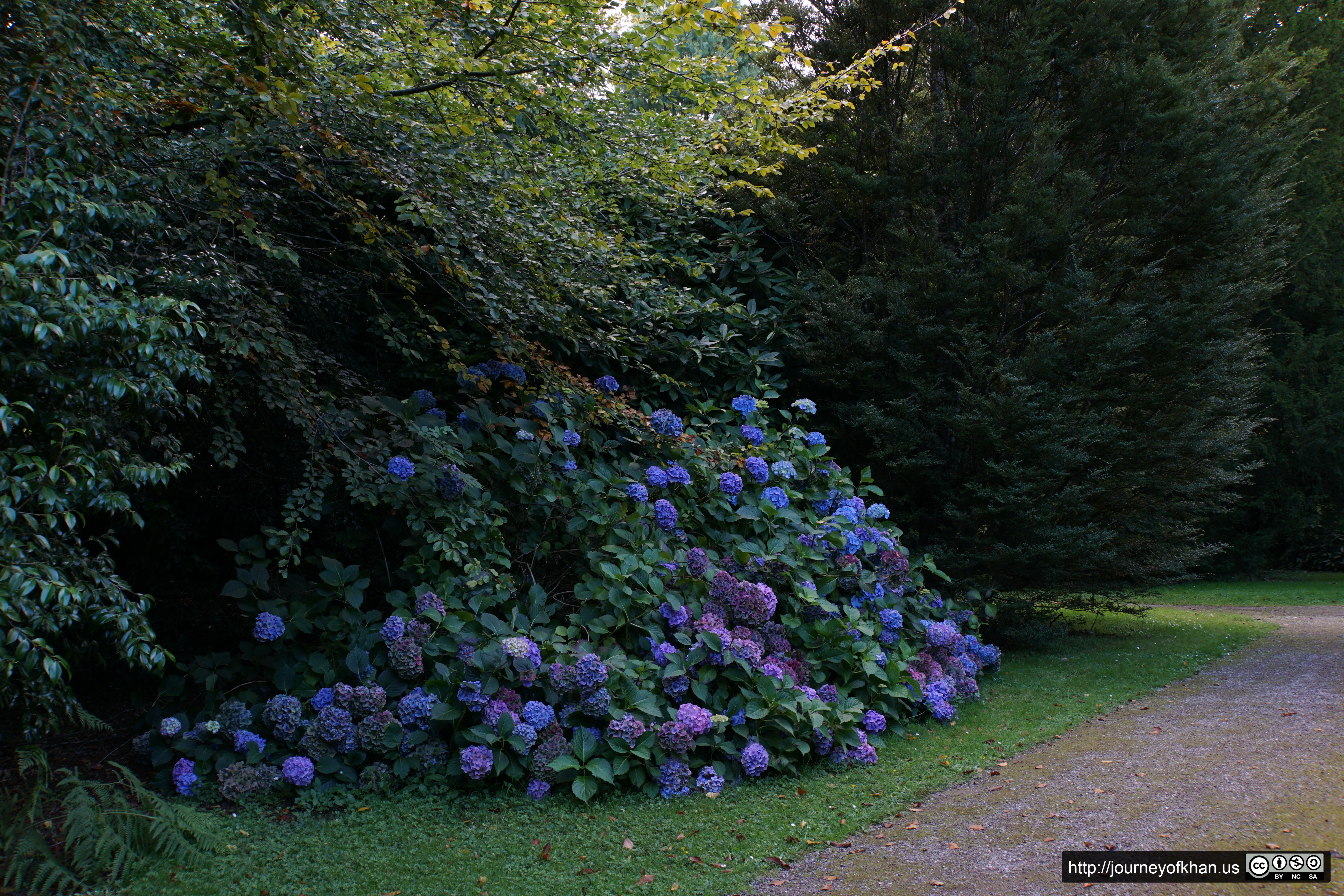 Purple Flowers Beside a Path (High Resolution)