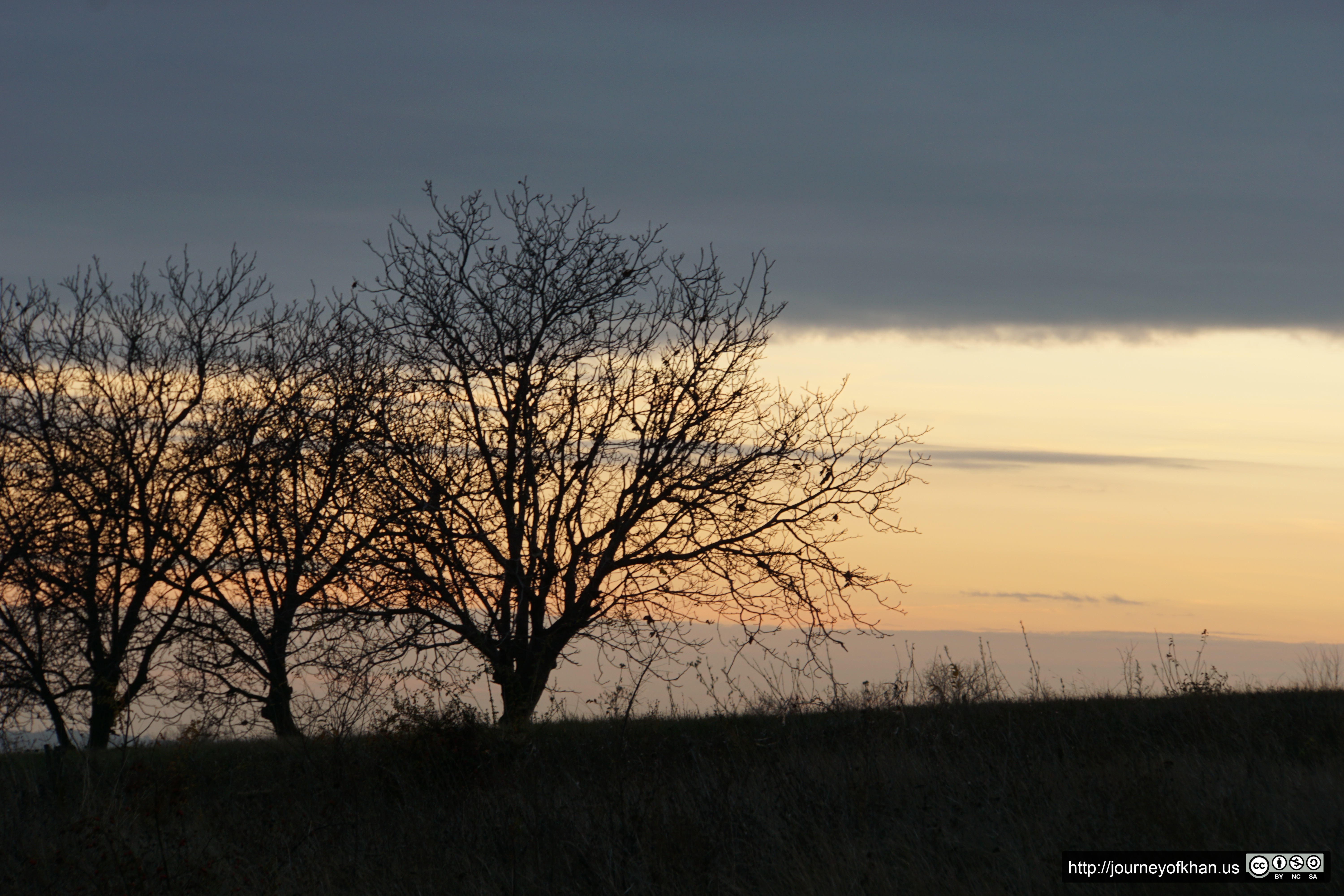 Tree in a Sunset in Criuleni (High Resolution)