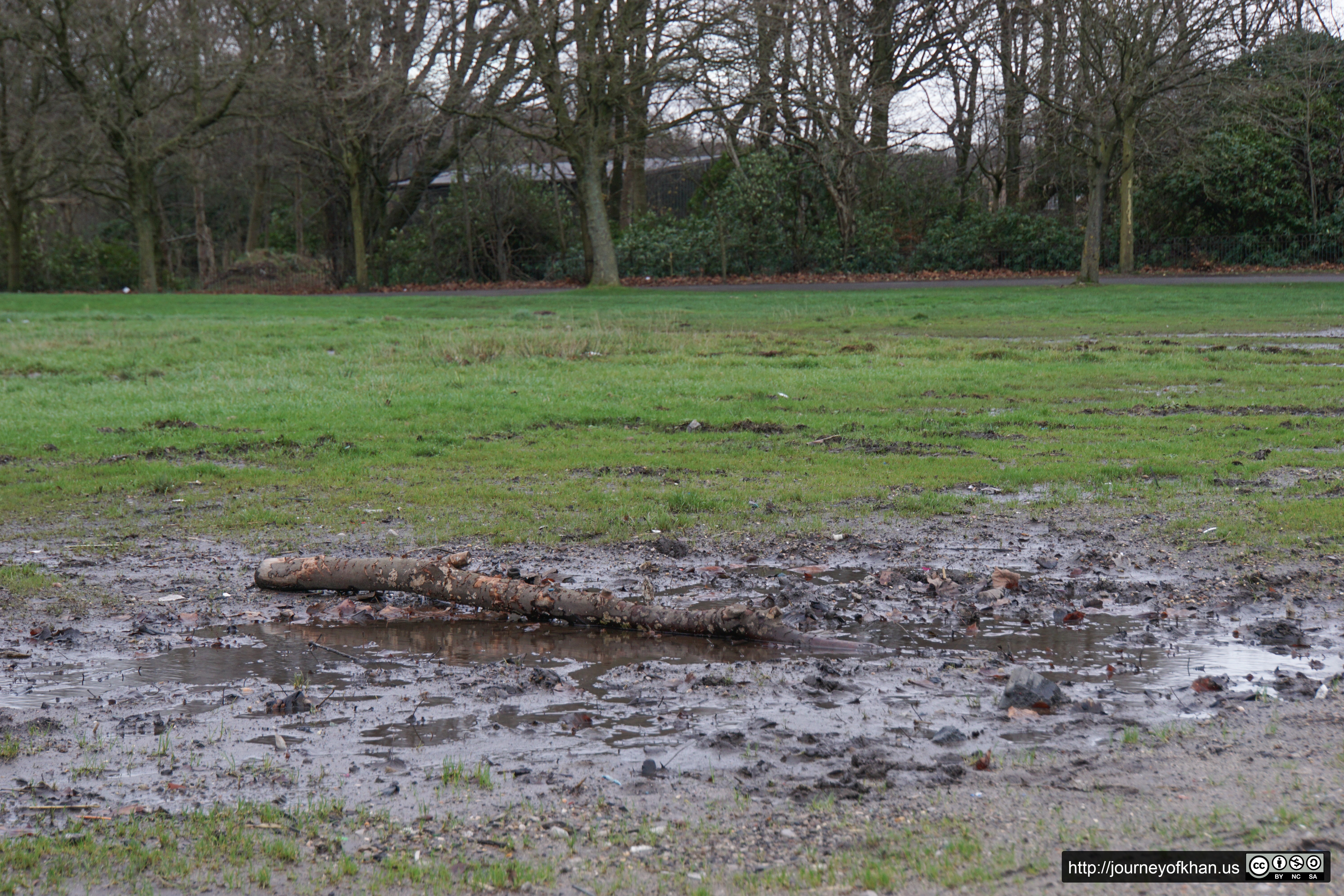 Branch in the Mud (High Resolution)