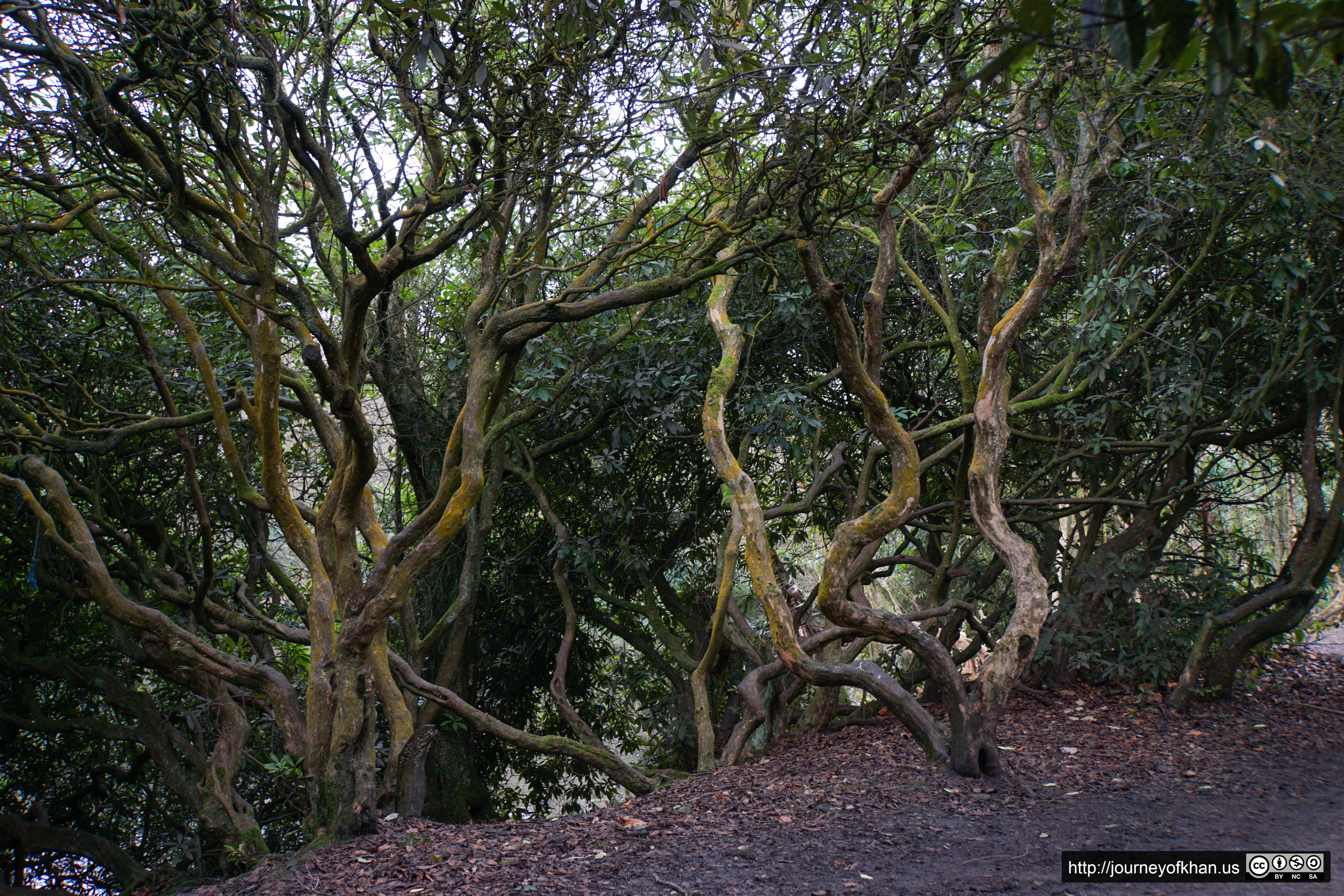 Twisted Trees (High Resolution)