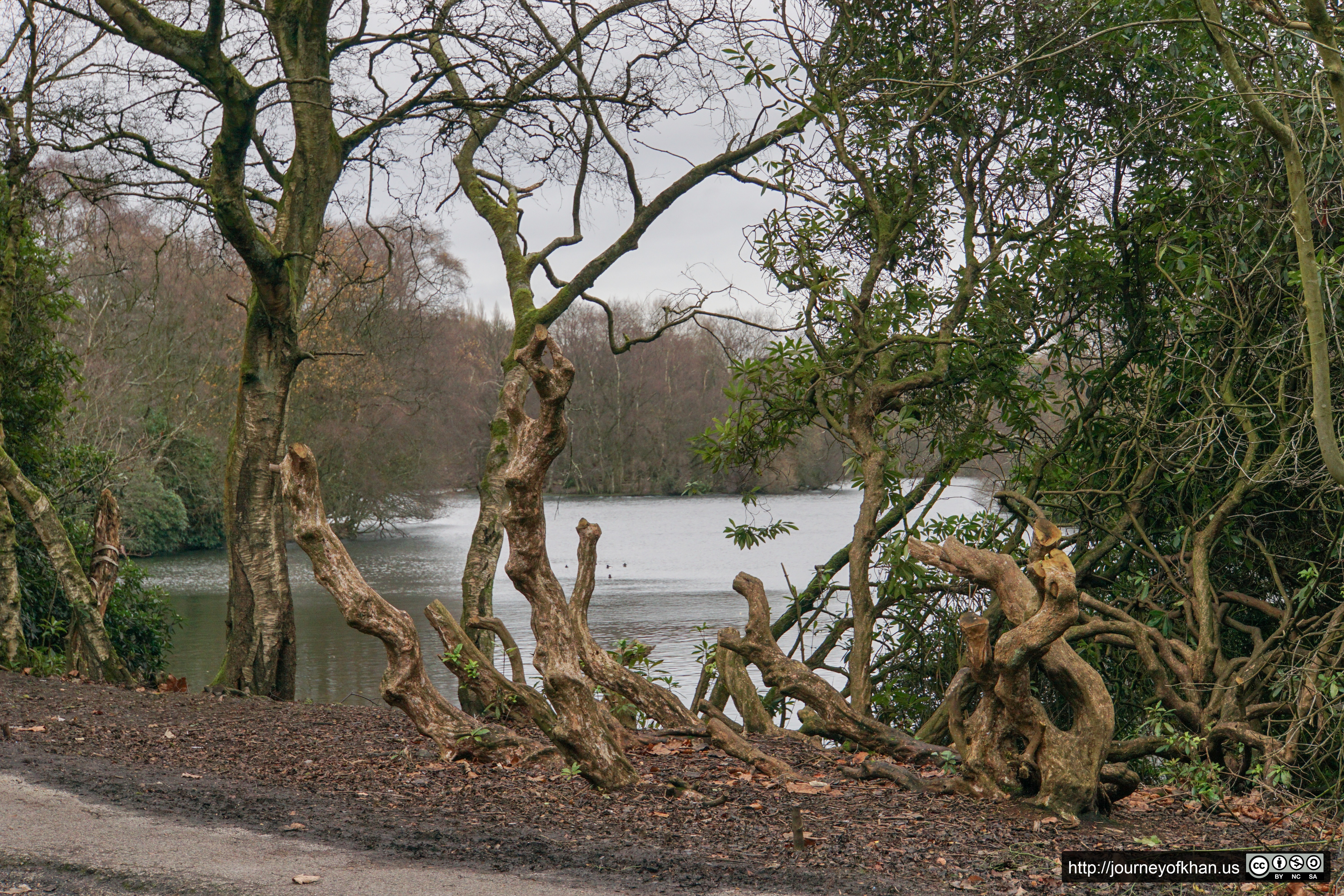 Knotted Trees (High Resolution)