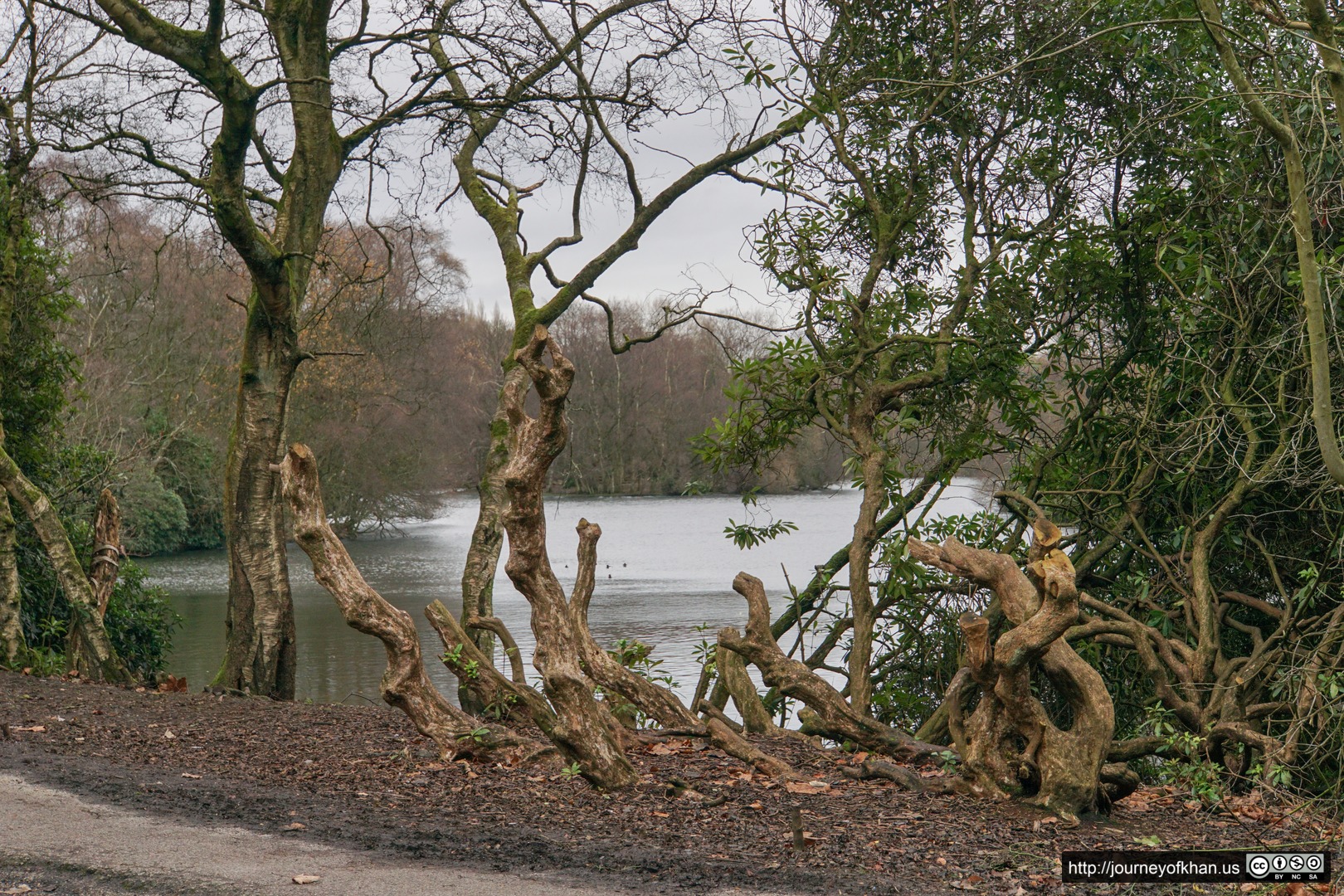 Knotted Trees