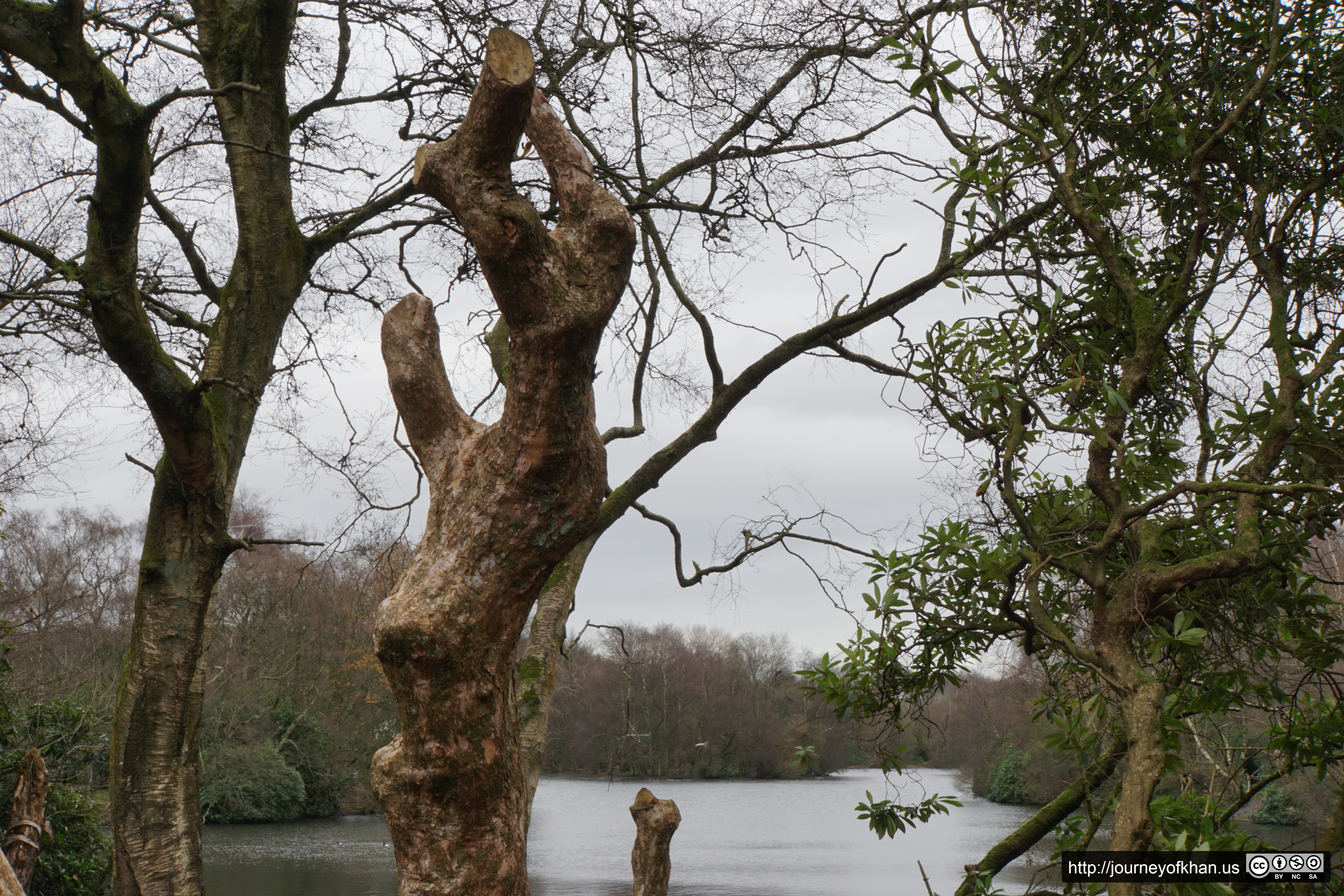 Trees and a Lake (High Resolution)