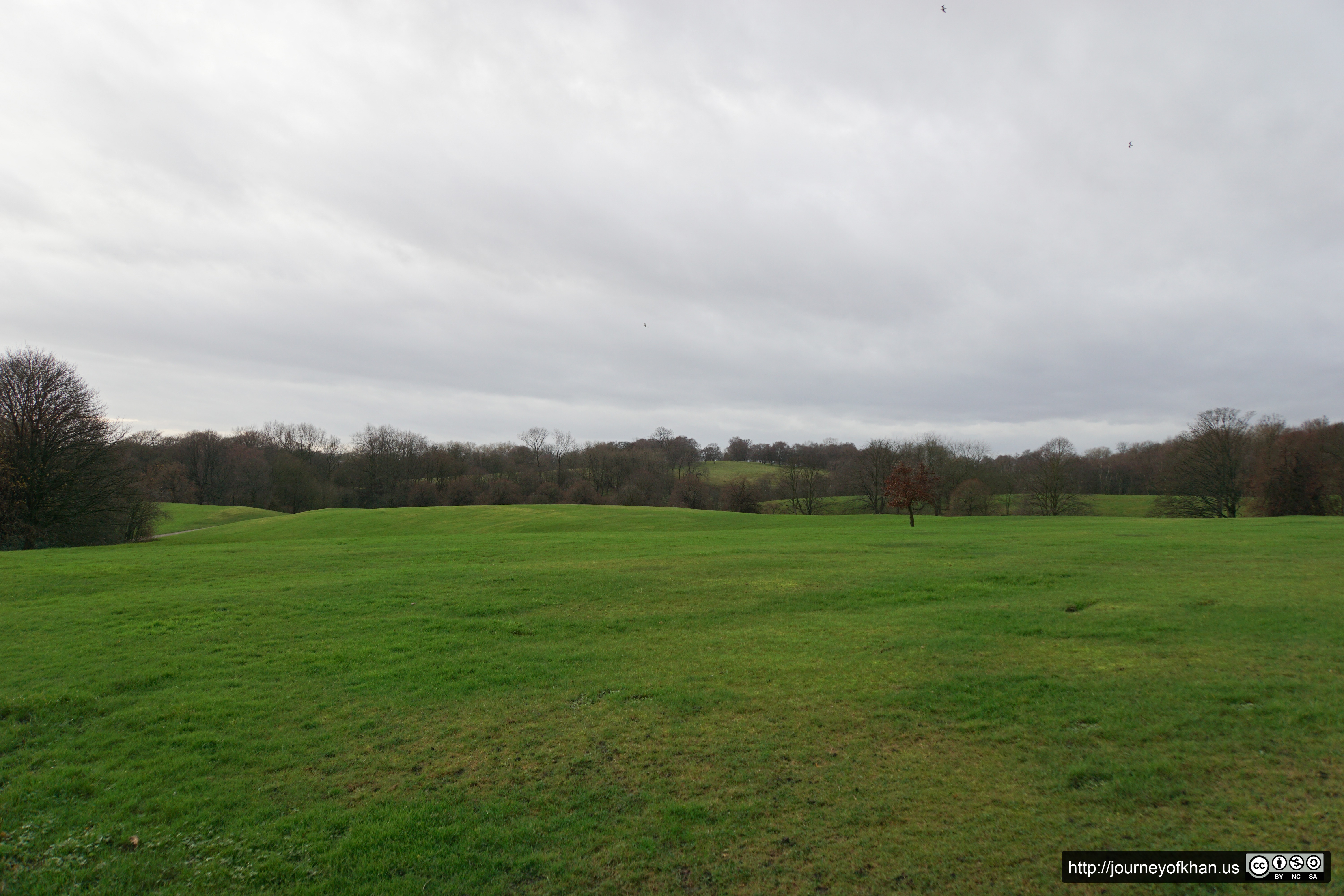 Birds over a field in Manchester (High Resolution)