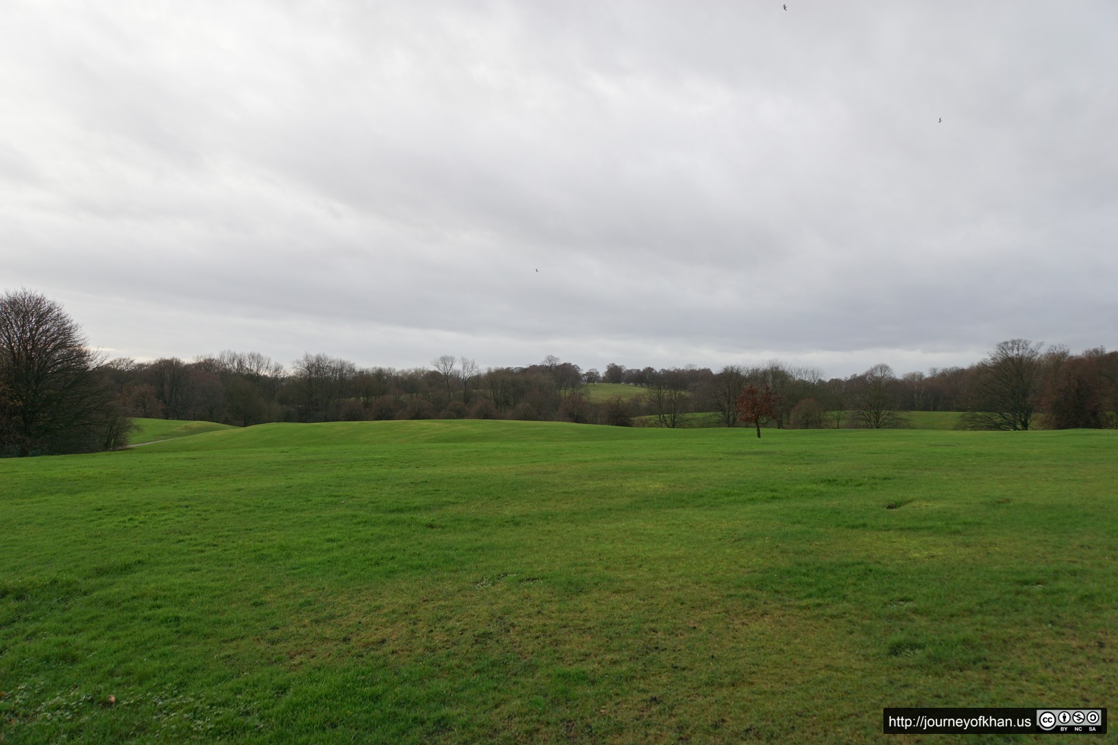 Birds over a field in Manchester