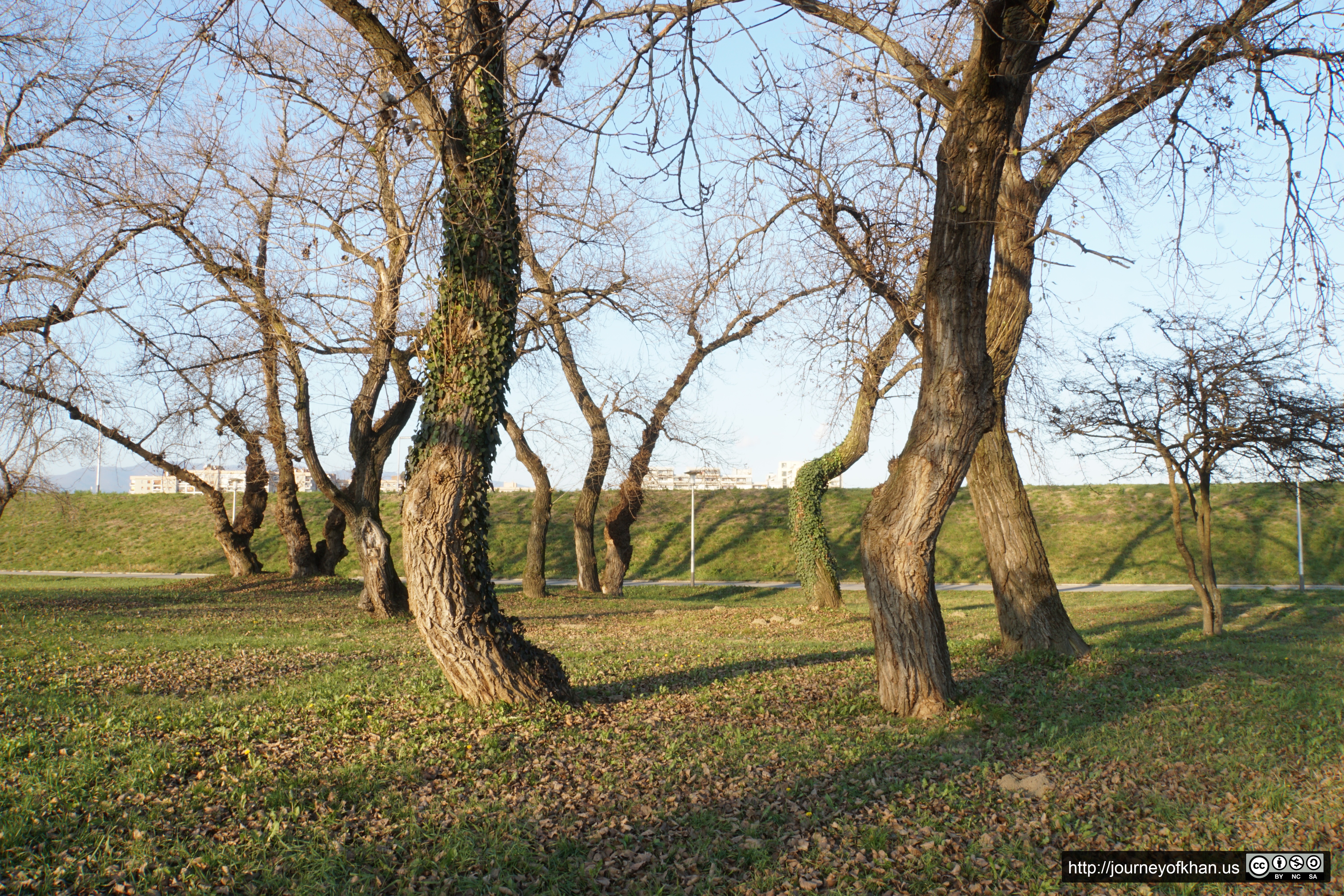 Trees in Bundek (High Resolution)