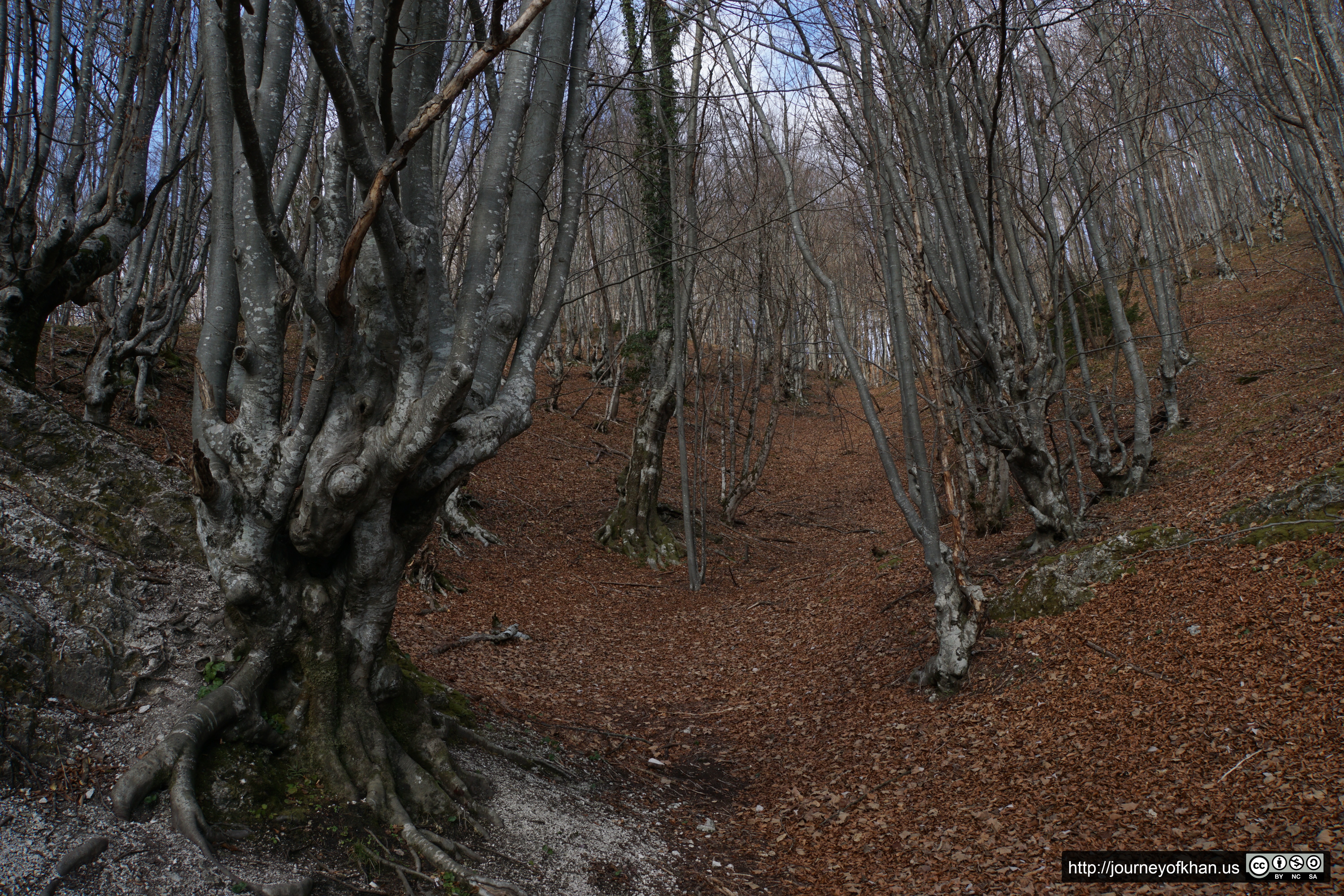 Forest in the Winter (High Resolution)