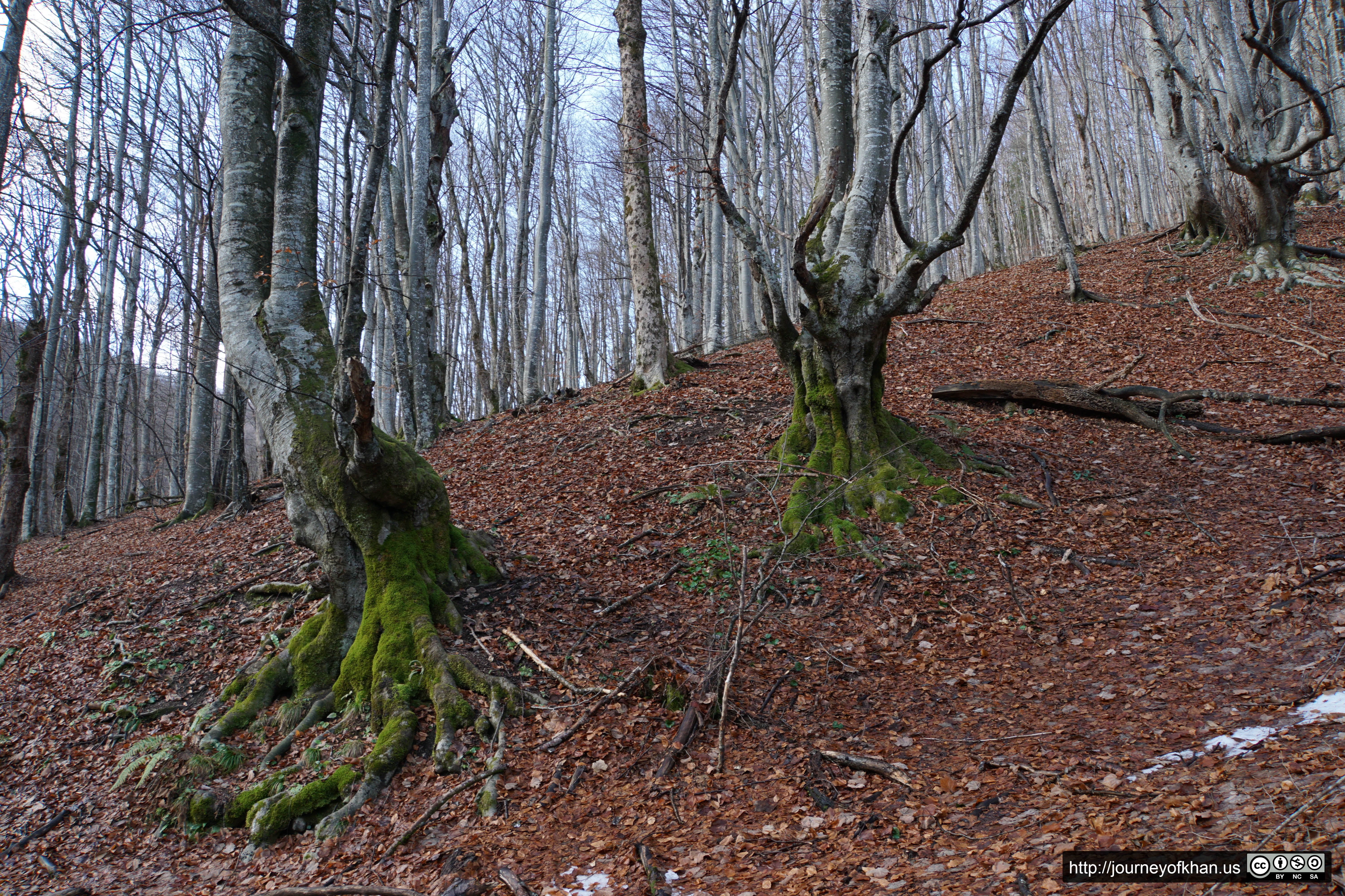 Rooted in the Earth (High Resolution)