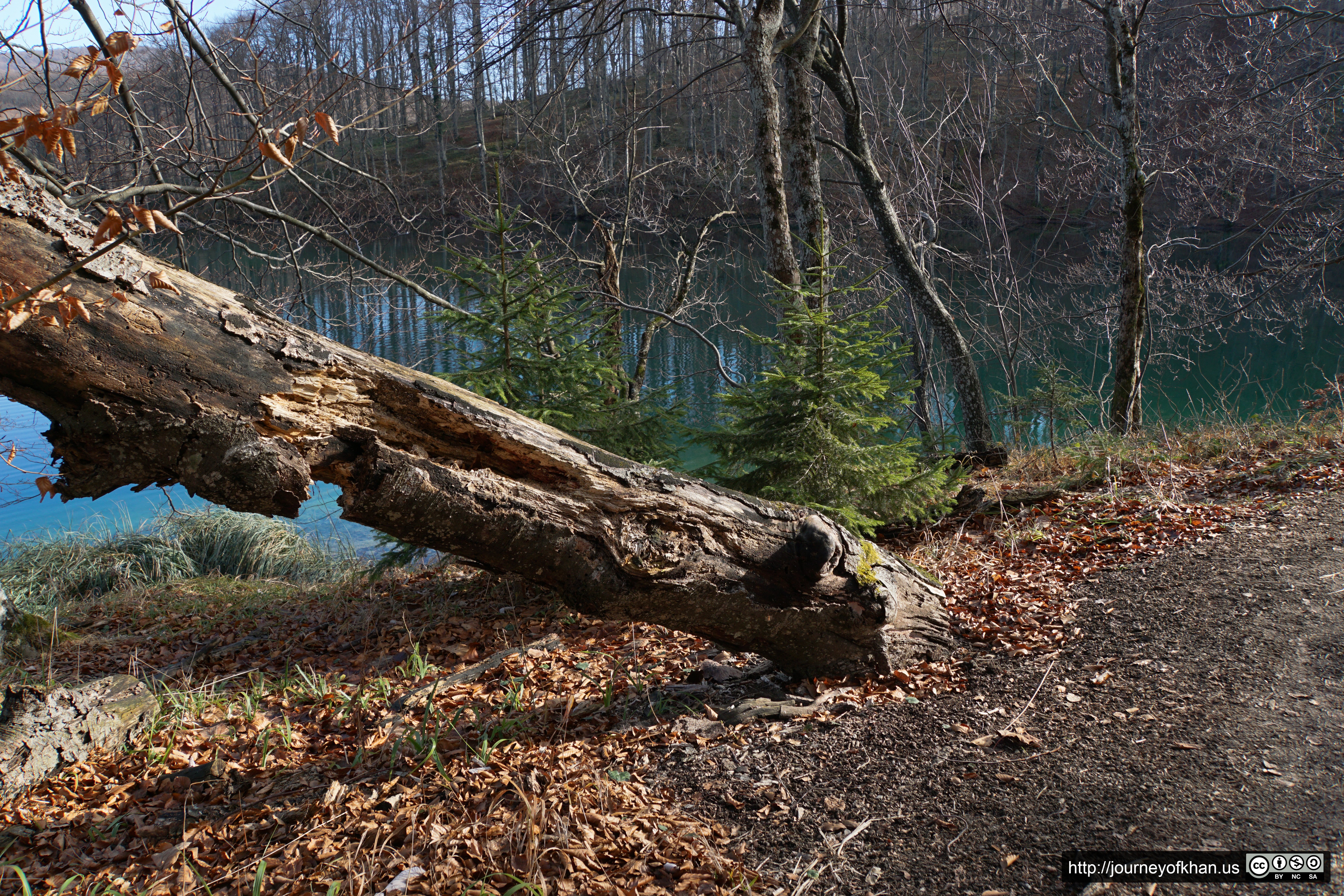 A Tree Falls (High Resolution)