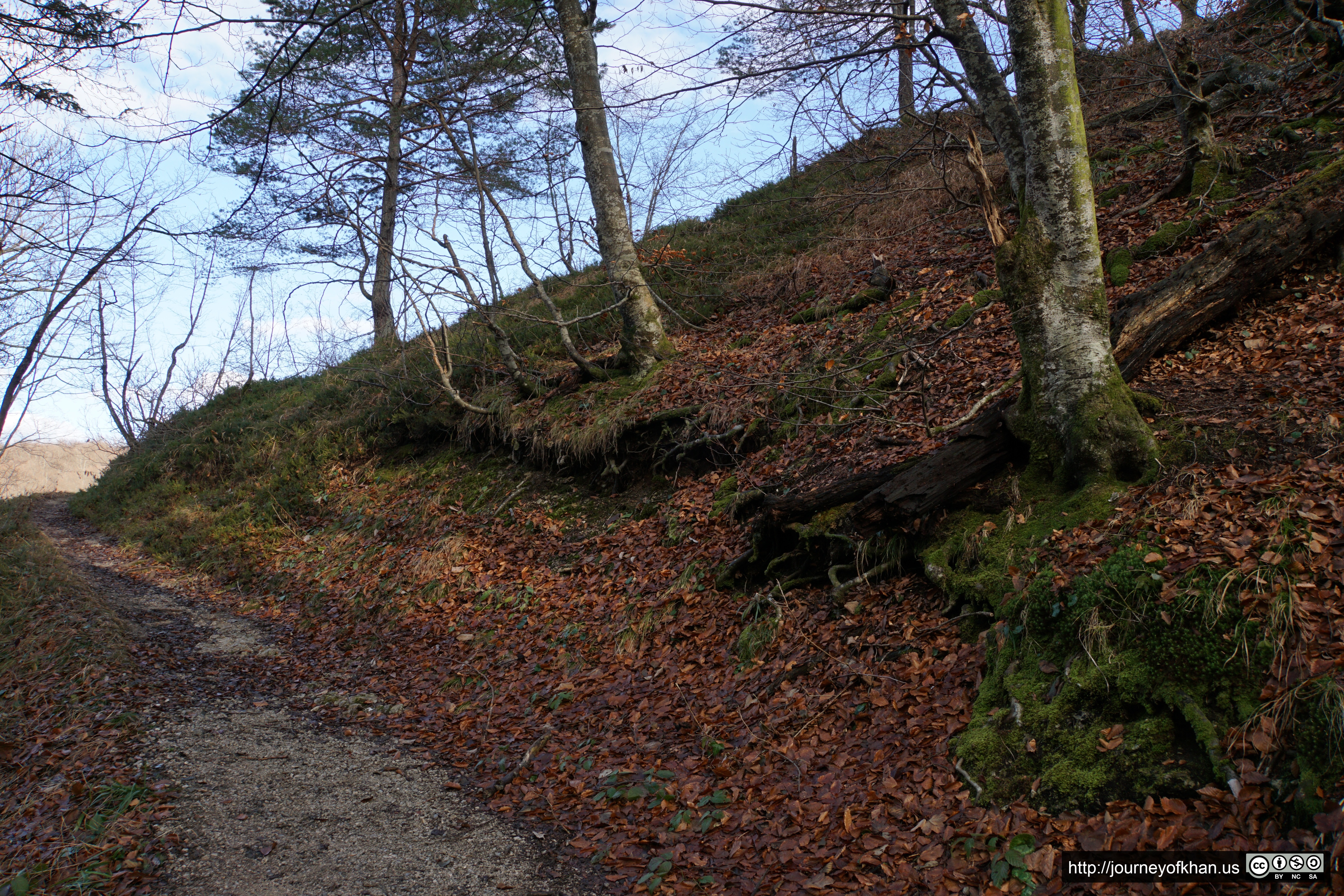 Roots and a Path (High Resolution)