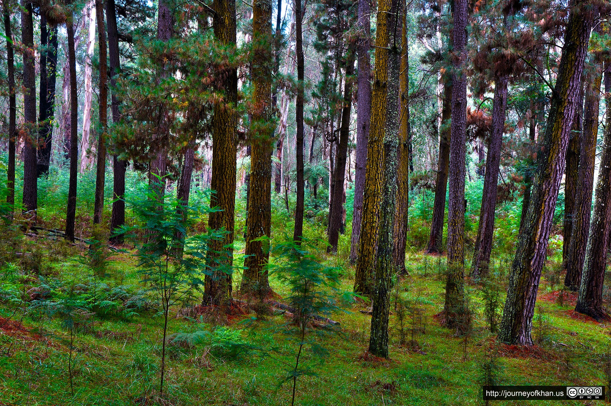 Healesville Manual HDR (High Resolution)